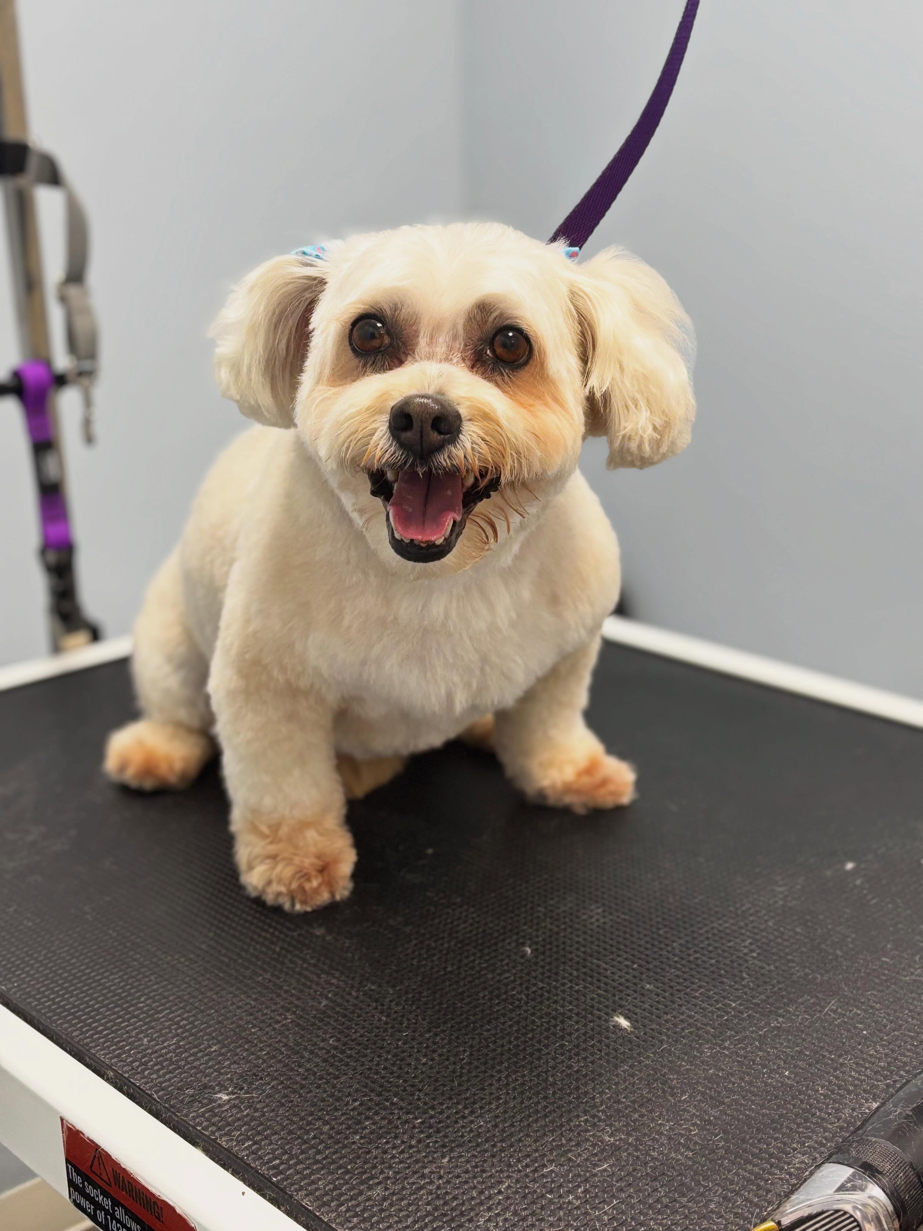 Shirley πΈ
#doggroomer #teddybear #doglover #dogsofinstagram #adorable