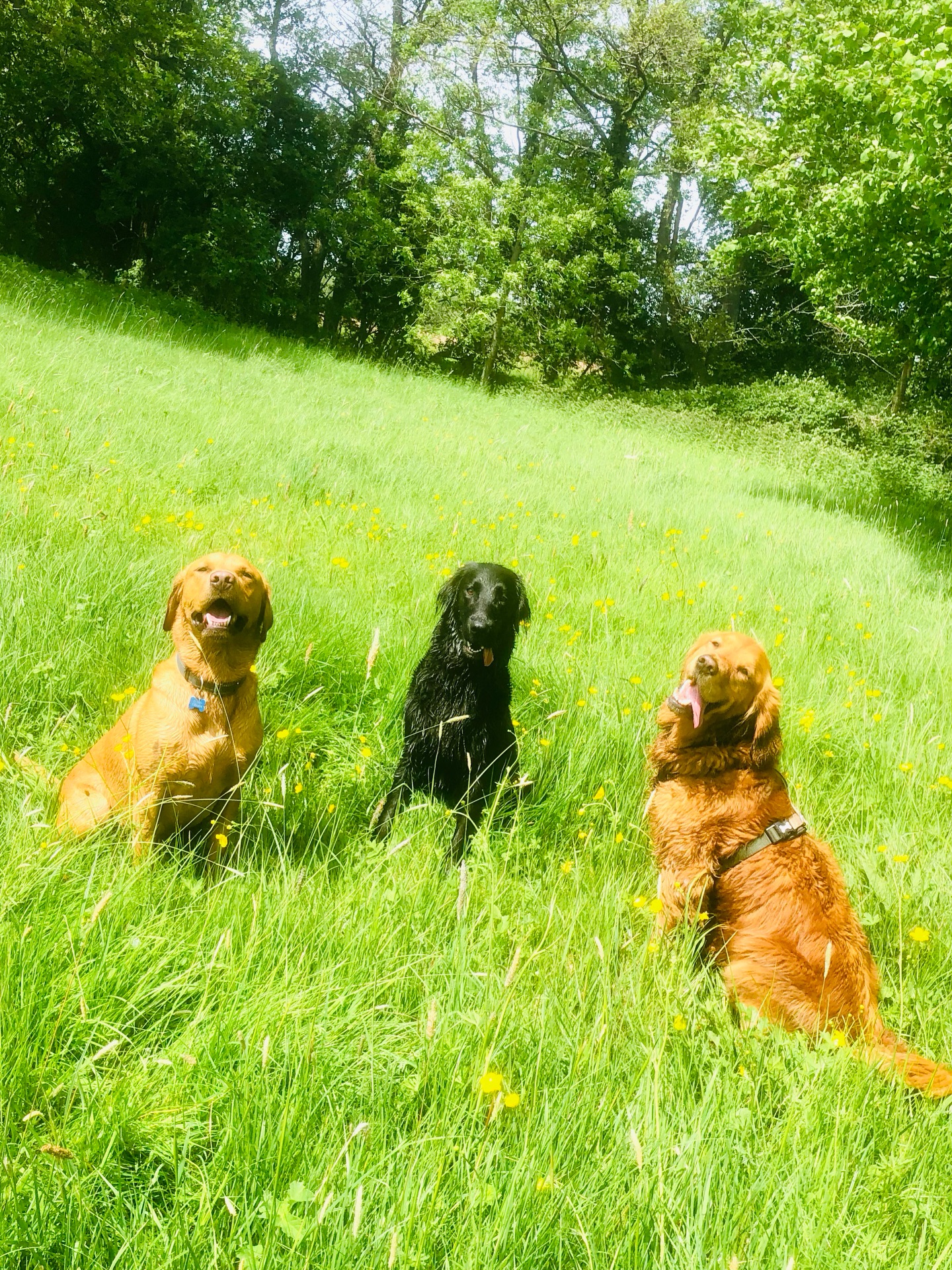 ❤️🐾
If your dog would like to have a walk with us then contact us at www.ardendogwalking.co.uk and check out our half-day experience.
#ullenhall #tanworthinarden #hockleyheath #henleyinarden #dog