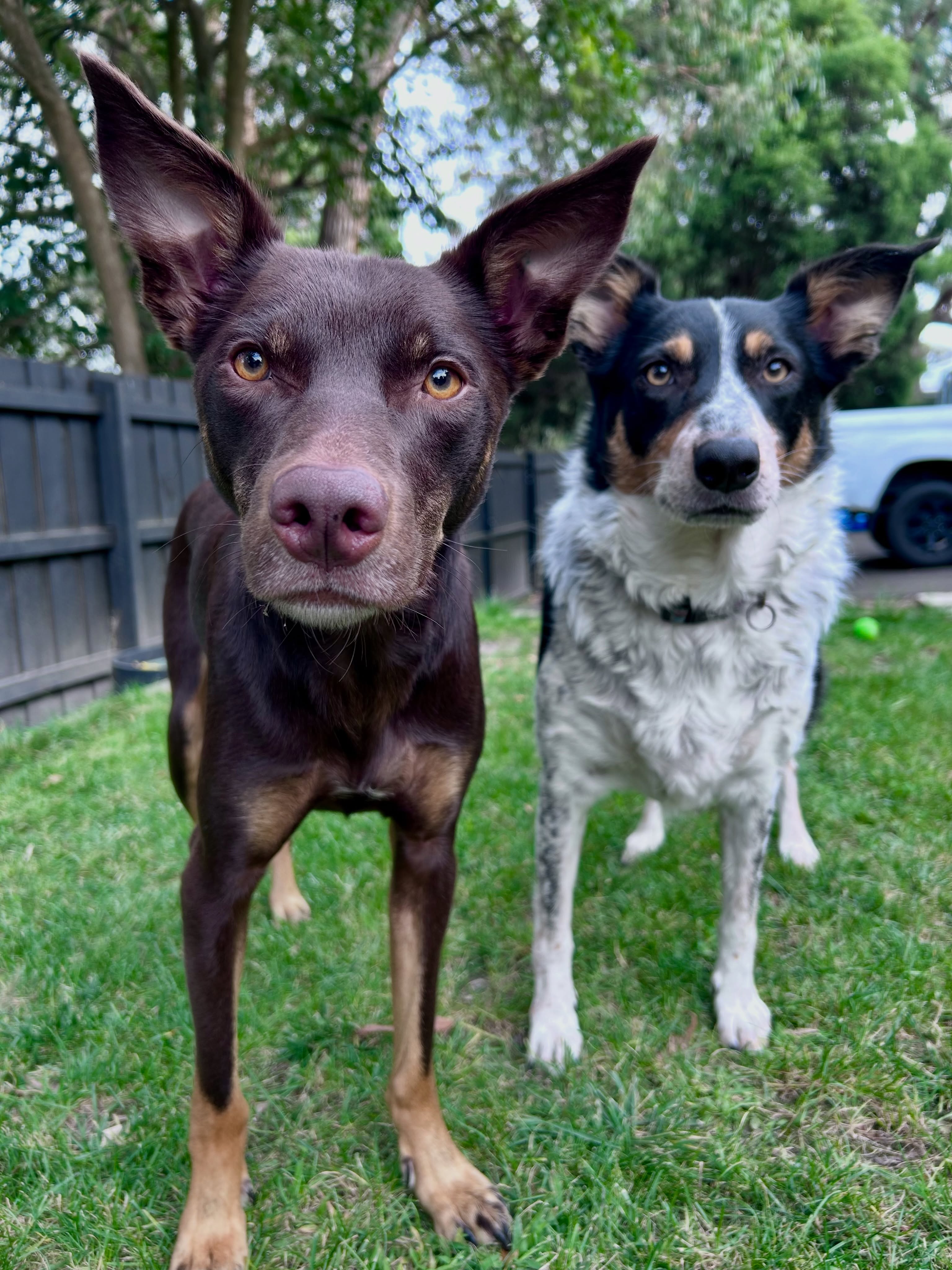 Happy National Rescue Dog Day from the real bosses around here… our CEO (Chief Eating Officer) and CFO (Chief Frisbee Officer), Harper & Henley 🐾