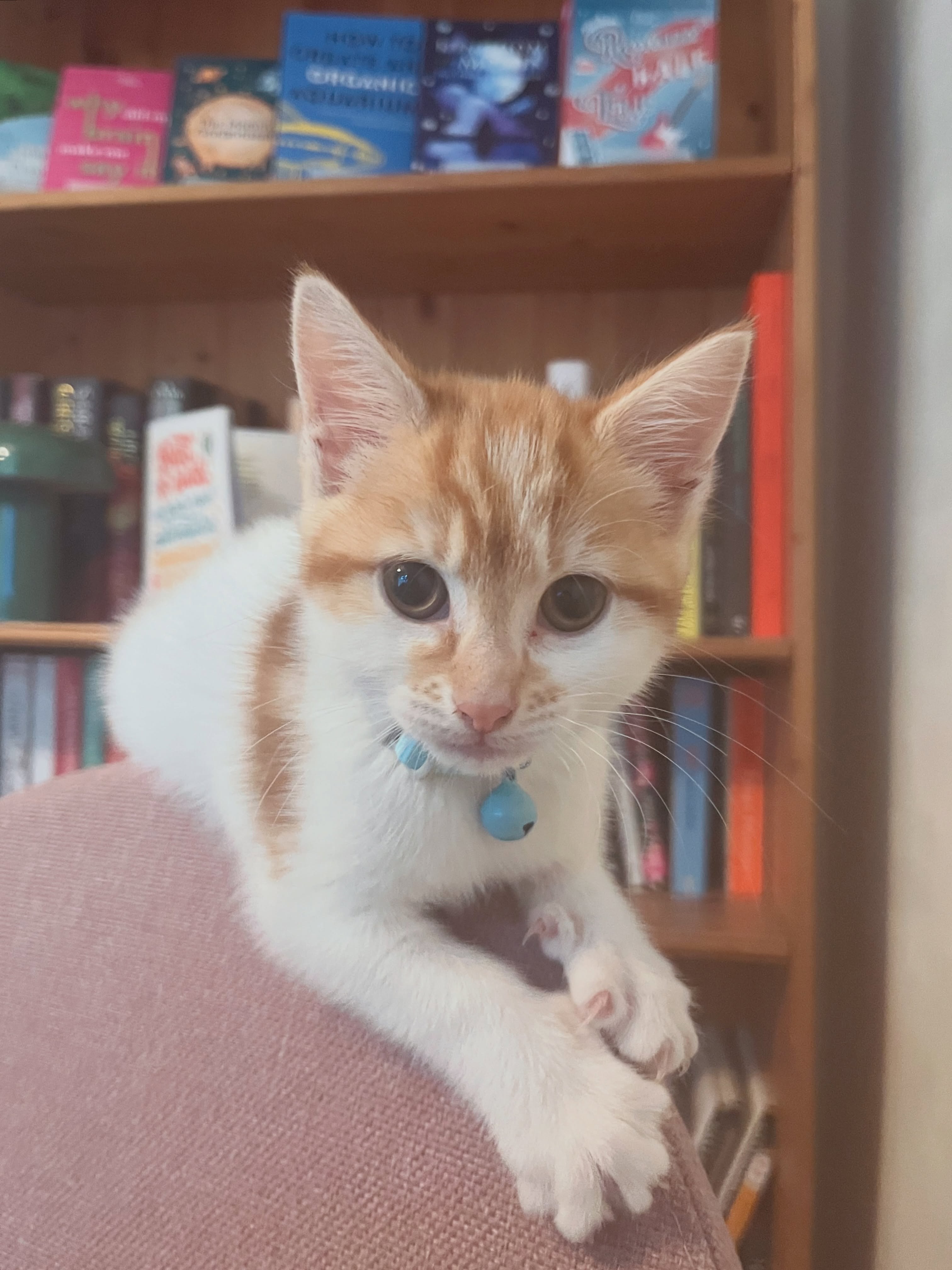 We are pleased to introduce our new apprentice at @whitestonepages and @asteriapress 🐱🤍💙
Benji has already been making waves in the design studio, facilitating high-energy sprints and rapid-fire brainstorms. He adds a special touch of creative chaos to every project and keeps our in-house Chief Compliance Officer, Milo, on his toes.
We can’t wait to see his professional career grow, watch out for his future appearances on socials 🐾
Benji is taking Ask Me Anything questions, comment below and he will get back to you! 👇💬