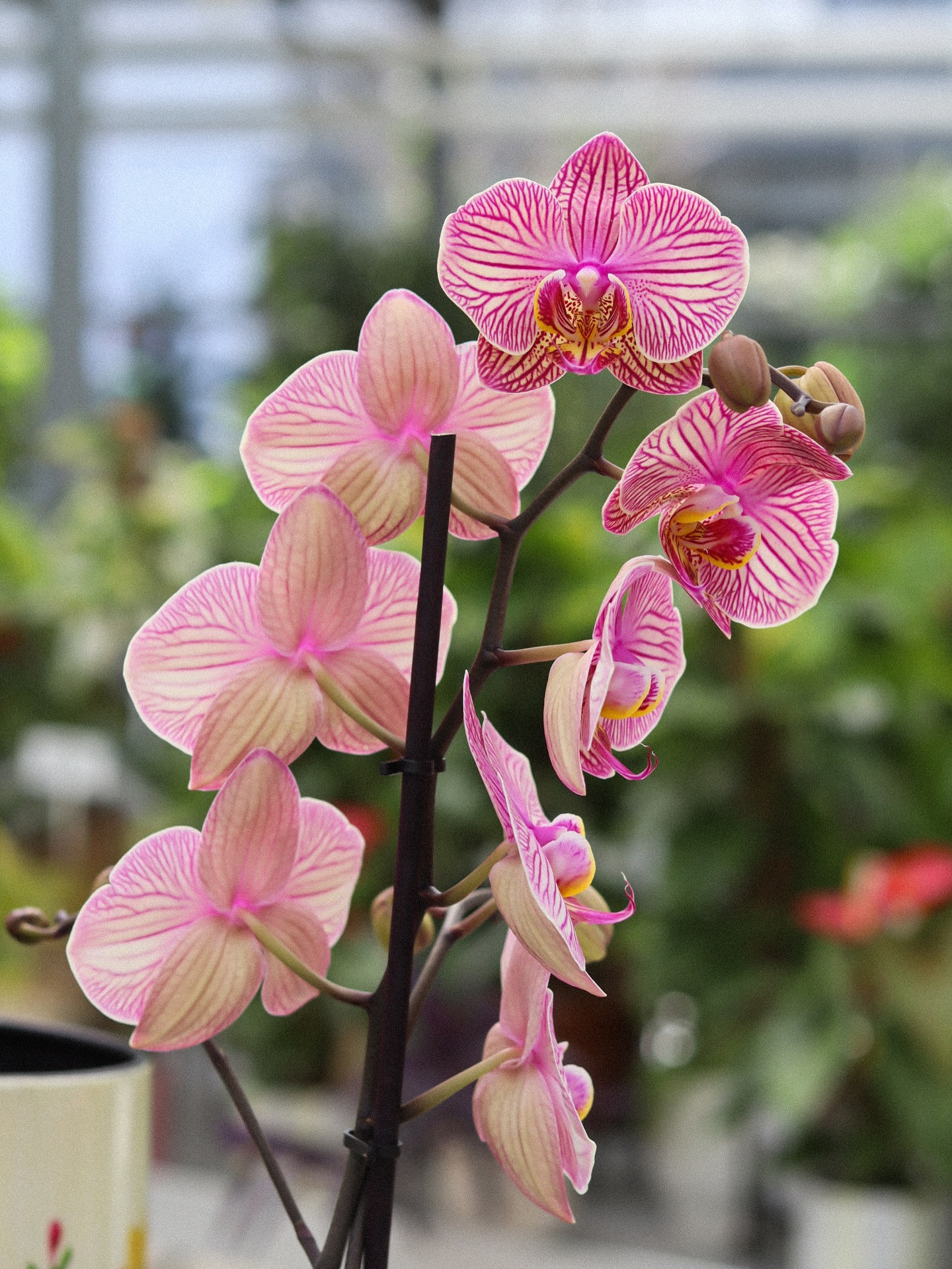 La beautĂ© et la puretĂ© de lâOrchidĂ©e đ€
Disponible toute lâannĂ©e dans nos serres.
đȘŽ Le jardin de tous
âïž 05 59 03 73 52
đ15 rue de Louillot, Anglet
orchidée plante intérieur phalaenopsis