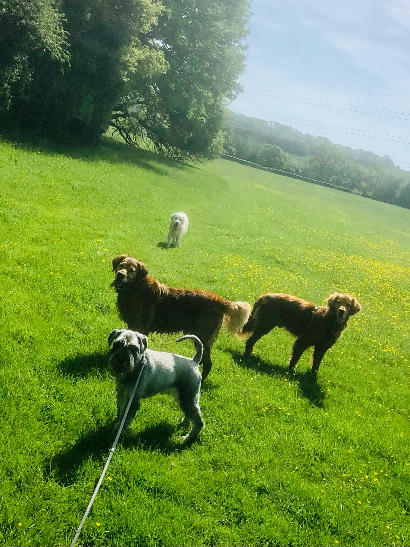 😁😁😁😁
If your dog would like to have a walk with us then contact us at www.ardendogwalking.co.uk and check out our half-day experience.
#ullenhall #tanworthinarden #hockleyheath #henleyinarden #dog