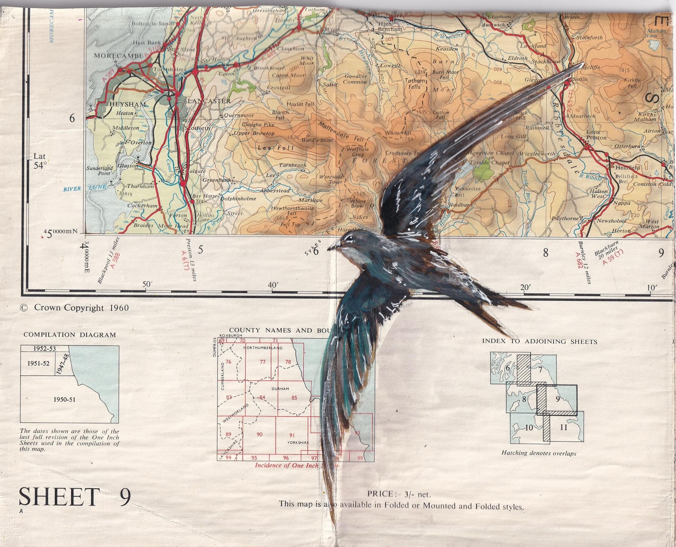 Journey
The ultimate sound (and sight) of the UK summer - swifts migrate over 6000 miles twice a year to breed in Europe ๐ฃ
These aerial acrobats do everything on the wing (including mating), and only come to land when having their chicks inside roof eaves or on cliff faces.
This means they have very short legs, as they donโt need them!
Swifts are a red-listed bird species in the UK: for every 10 swifts in our skies in 1995, there were only 3 in 2022.
Journey depicts the swifts flying across part of an old British map, filling the skies in a way I can only dream about now ๐ฅบ
If you want to help swifts, make sure they have somewhere to nest in your home ! Swifts bricks are a great way to achieve this, especially in new builds.
Arty bits - @dalerrowney1783 acrylic FW inks & watercolours
Painted on an old @ordnancesurvey map of @yorkshiredales & Harrogate
Music is the latest from @bonnerblack - which felt very fitting!
.
.
.
#swift #mapart #art #artist #bird @dswfwildlifeart @dswfwildlife @btobirds @rspb @rspbengland @thewildlifetrusts @yorkshirewildlifetrust_ @ukyouth4nature @birdlife.international @swiftsoversherborne