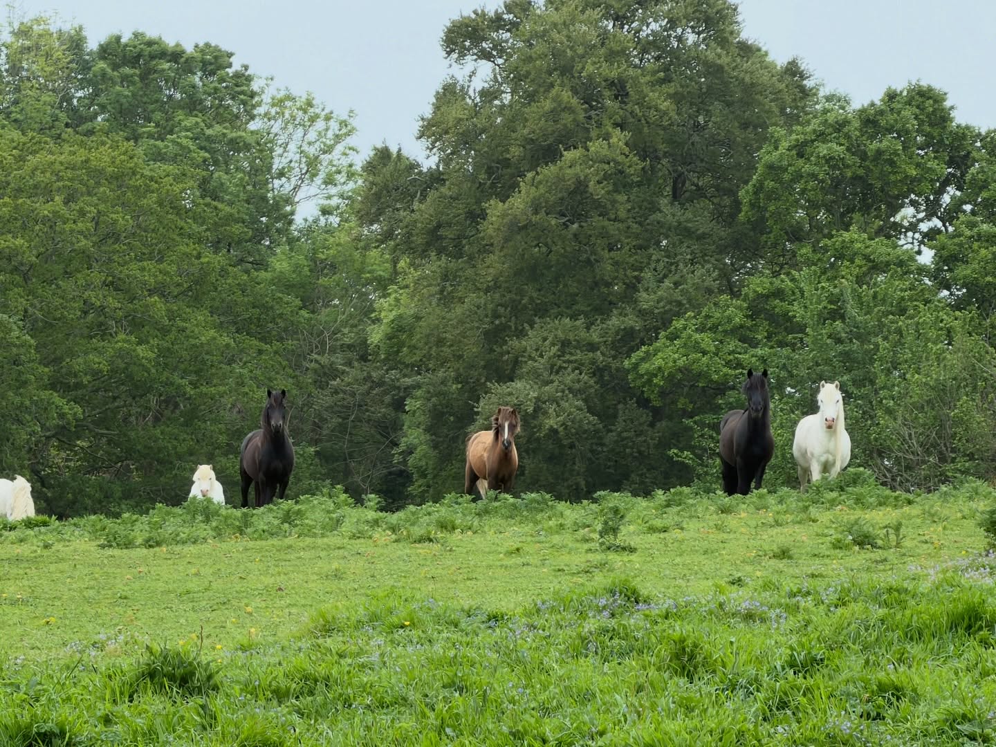 Our Dartmoor’s are looking amazing
#regenerativelandmanagement #rewilding #moortolife