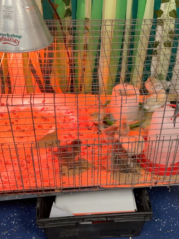 We’ve loved having the chicks with us in EYFS, but today is our last day together. Tomorrow morning they’ll be going to Northcote Farm, where they’ll continue to grow and be cared for. 🐥