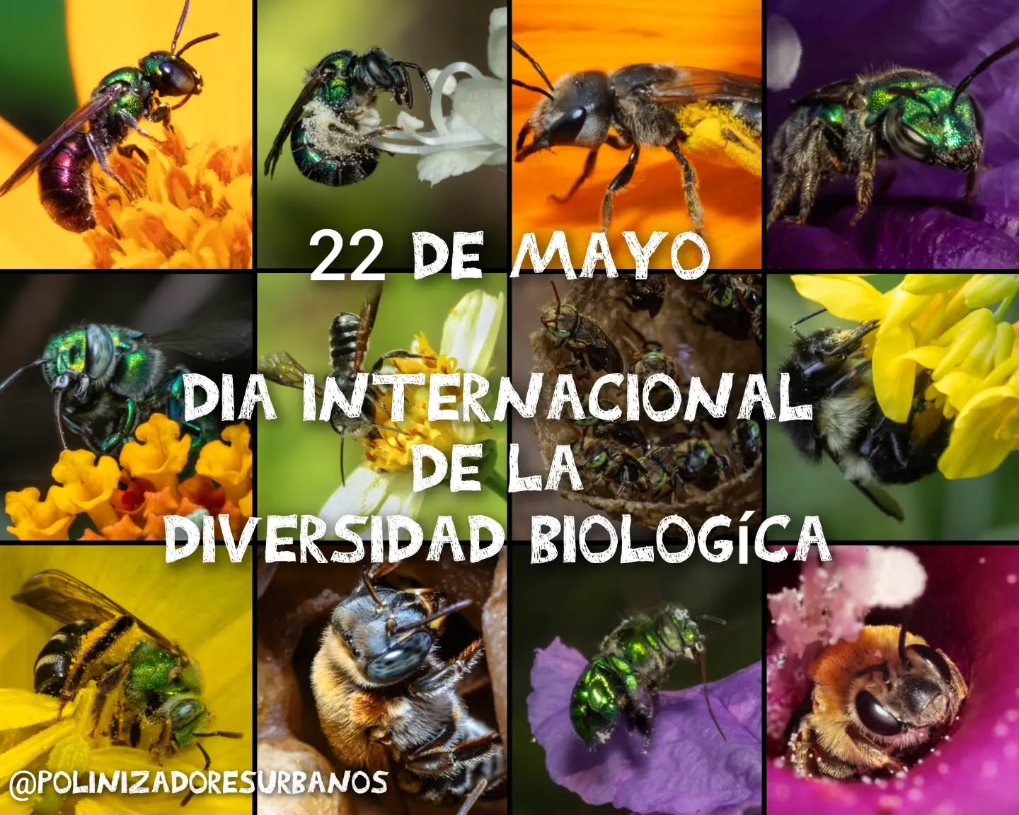 Este día internacional de la diversidad biologíca recordemos que tenemos una gran diversidad de abejas nativas en México.
#abejasnativas #abejas #biodiversidad #polinizadores