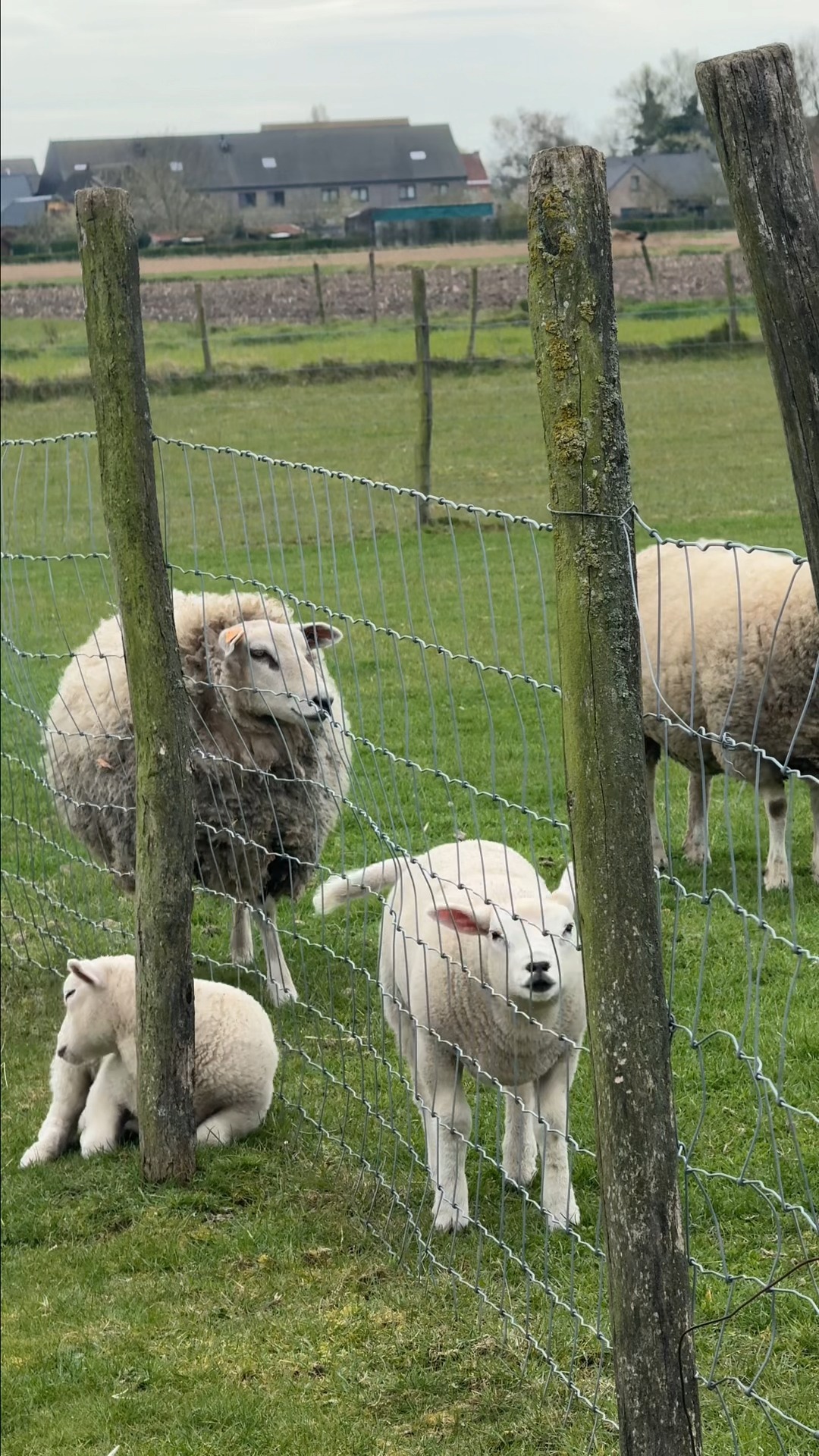 Er zijn nieuwe vriendjes op de boerderij! 🐑 Kom je langs voor een portie schattigheid?