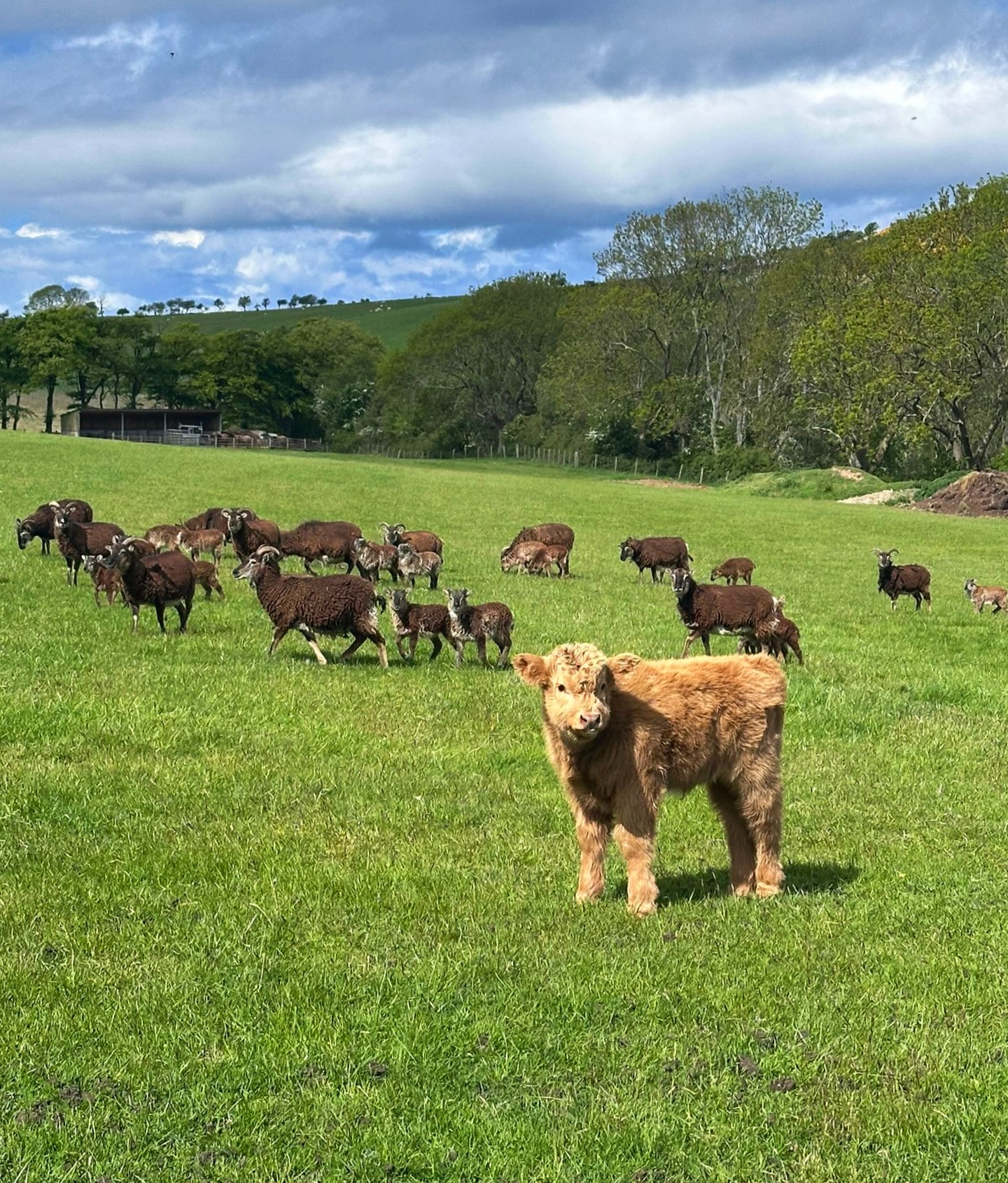Spot the odd one out. ๐๐ฎ๐
#ayrshire #scotland #babycow #highlandcow #cuteanimals
