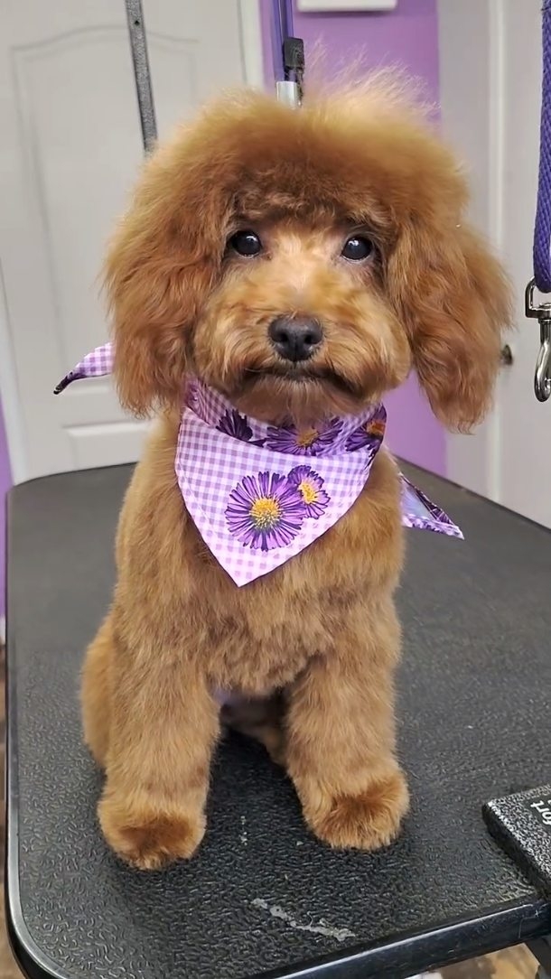 Even puppies love a good pampering day ✨🐾 Gentle early grooming experiences help build confidence, comfort, and a lifetime of happy spa visits.
#puppygrooming #luxurydoggrooming #spadayfordogs #sanmarcostx #happypuppy