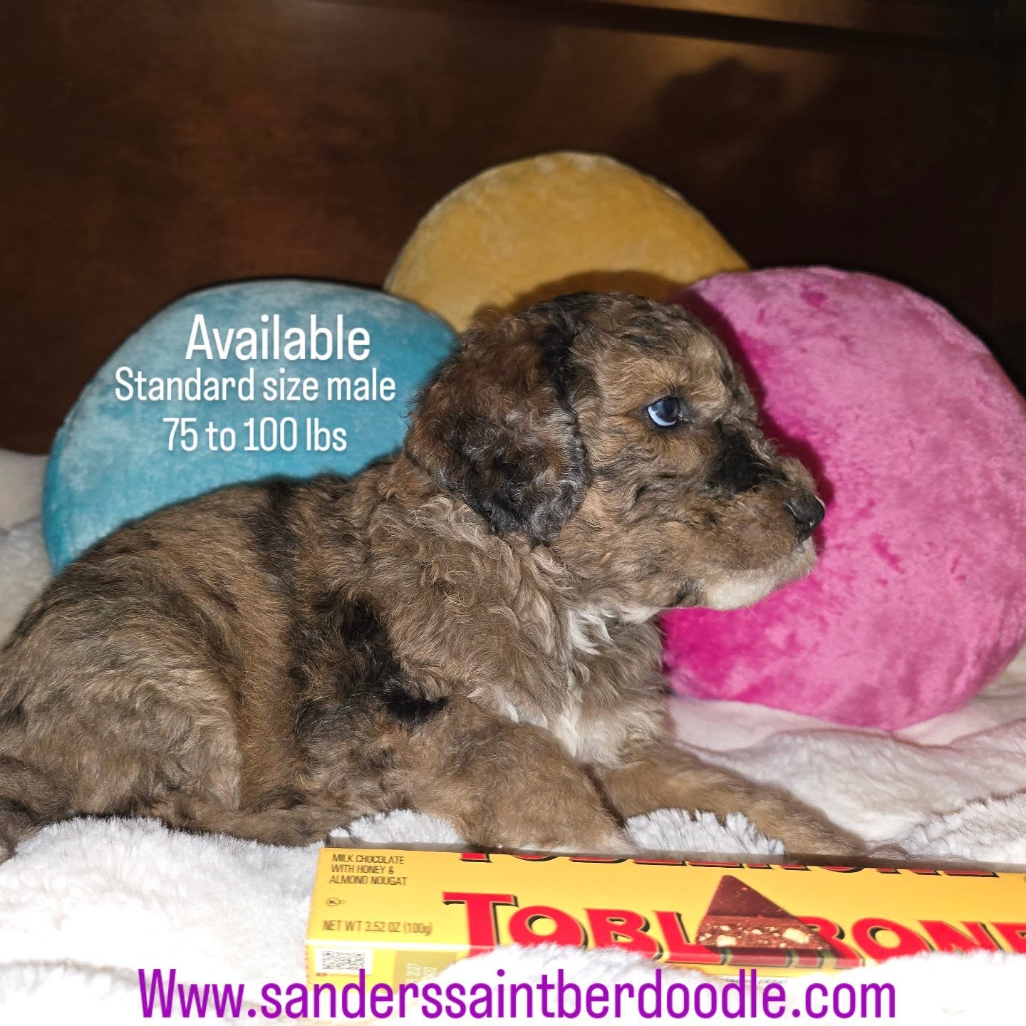 Available standard size Saint Berdoodle
Will be 75 to 100 lbs.
Nickname Toblerone 6 3
.
.
.
#puppylove #sanders_saint_berdoodle #cute #pnw #boys