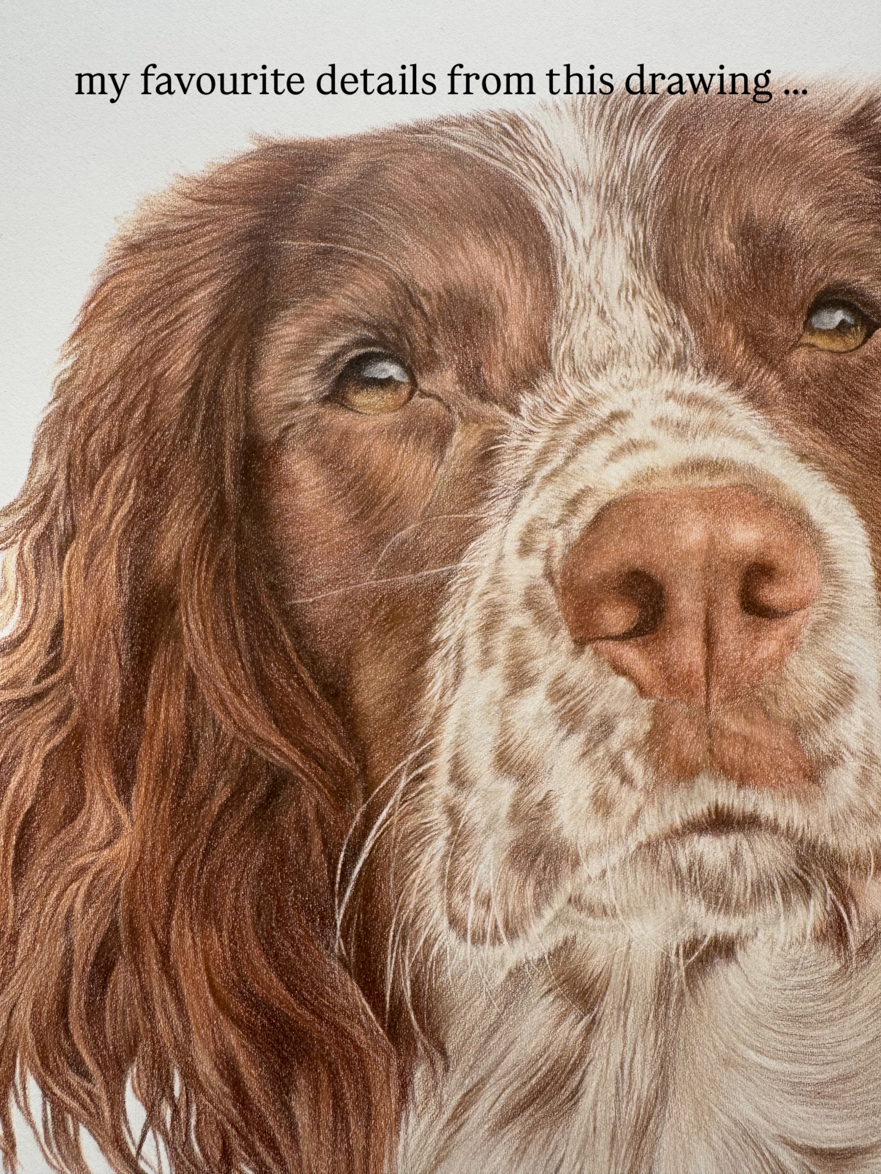 One thing I’ve noticed with sharing my work is that to others, this will just look like a drawing of a spaniel. But this is Fern, exactly how her owners know & love her.
I spend days, sometimes weeks on each commissioned artwork, learning all about the dog I’m drawing , and the owner’s favourite things about them.
So when I say I’ve drawn every spot, I’ve drawn EVERY spot, in exactly the right places… her whiskers, the way her gorgeous brown fur reacts in the sunlight.
I wanted to share these little details with you too .
Commissions open from end of July - send me a dm to get started with your dog’s drawing 🫶🏼