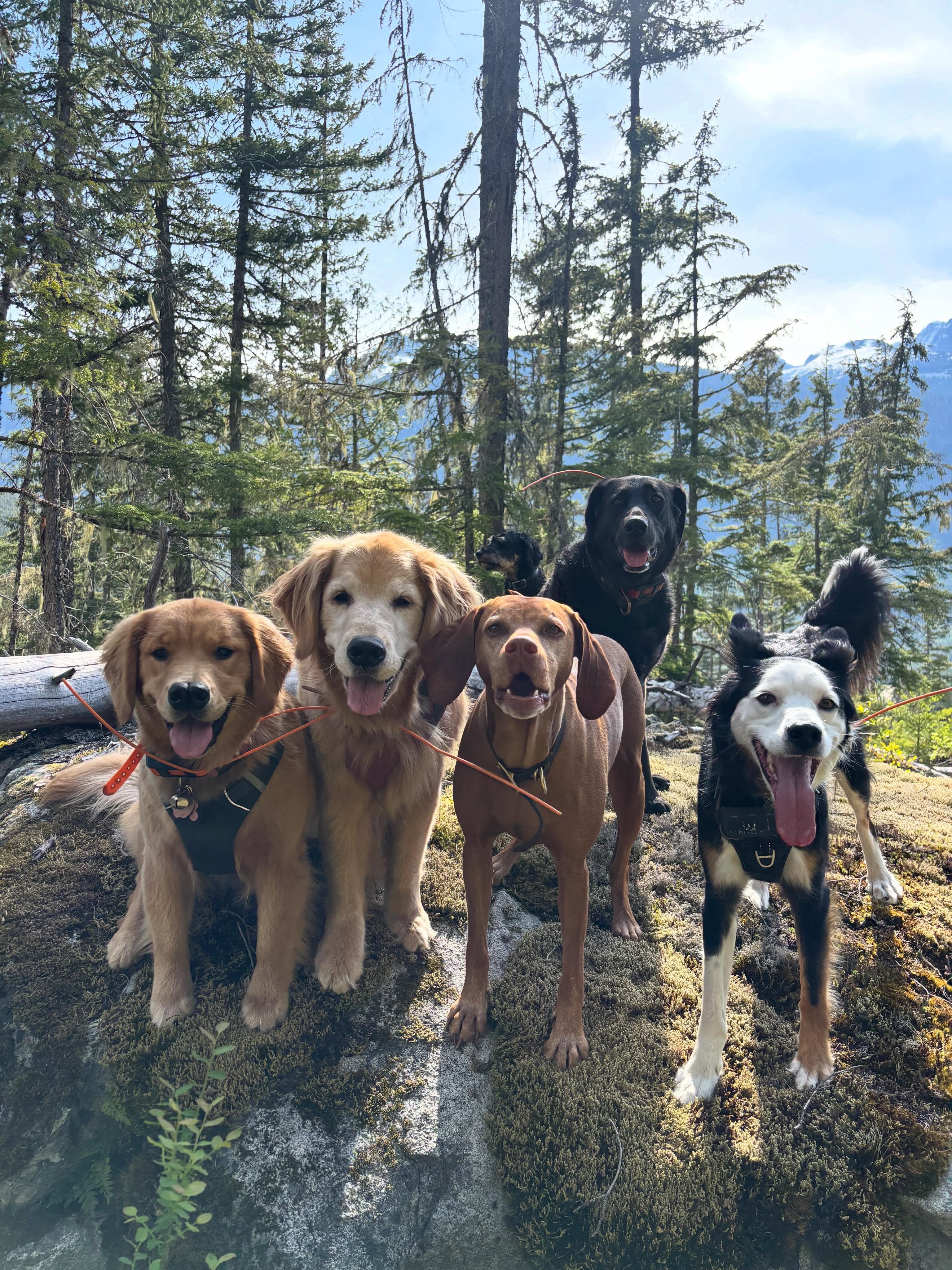 Some recent faves for you all to enjoy ❤️🙏🎉
It's been such a treat being out on the trails with your doggos the past few weeks! Feels like summer is slowly creeping in & it feels epic. 💪
See you all on Monday 👋🩷
#biscuitspetcare#dogwalker#hikingwithdogs#dogsofinstagram#whistler