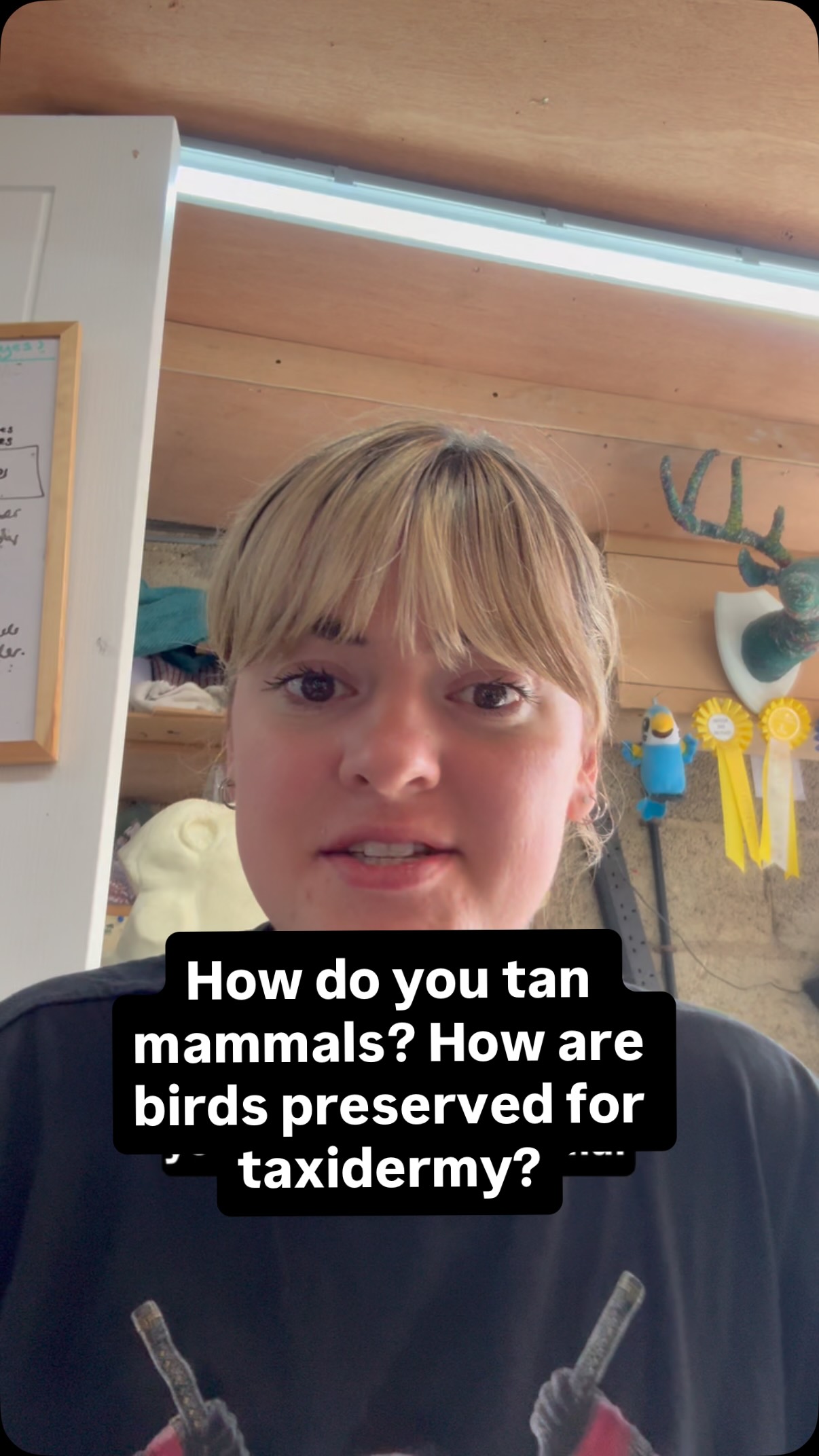 Answering a question about tanning mammals and preserving bird skins for taxidermy.
#taxidermist #oddities #curios #wildlife #q&a