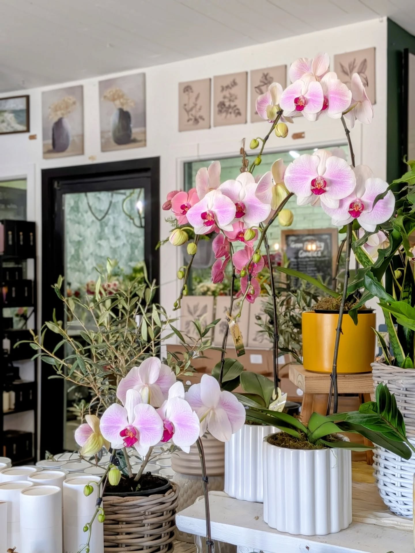 What a beautiful day it turned out to be! 🌞 Unboxing a beautiful plant shipment ~ how gorgeous are these orchids! And stunning 8" olive trees. 🫒
Thursday - 10-5
Friday - 10-5
Saturday - 10-4