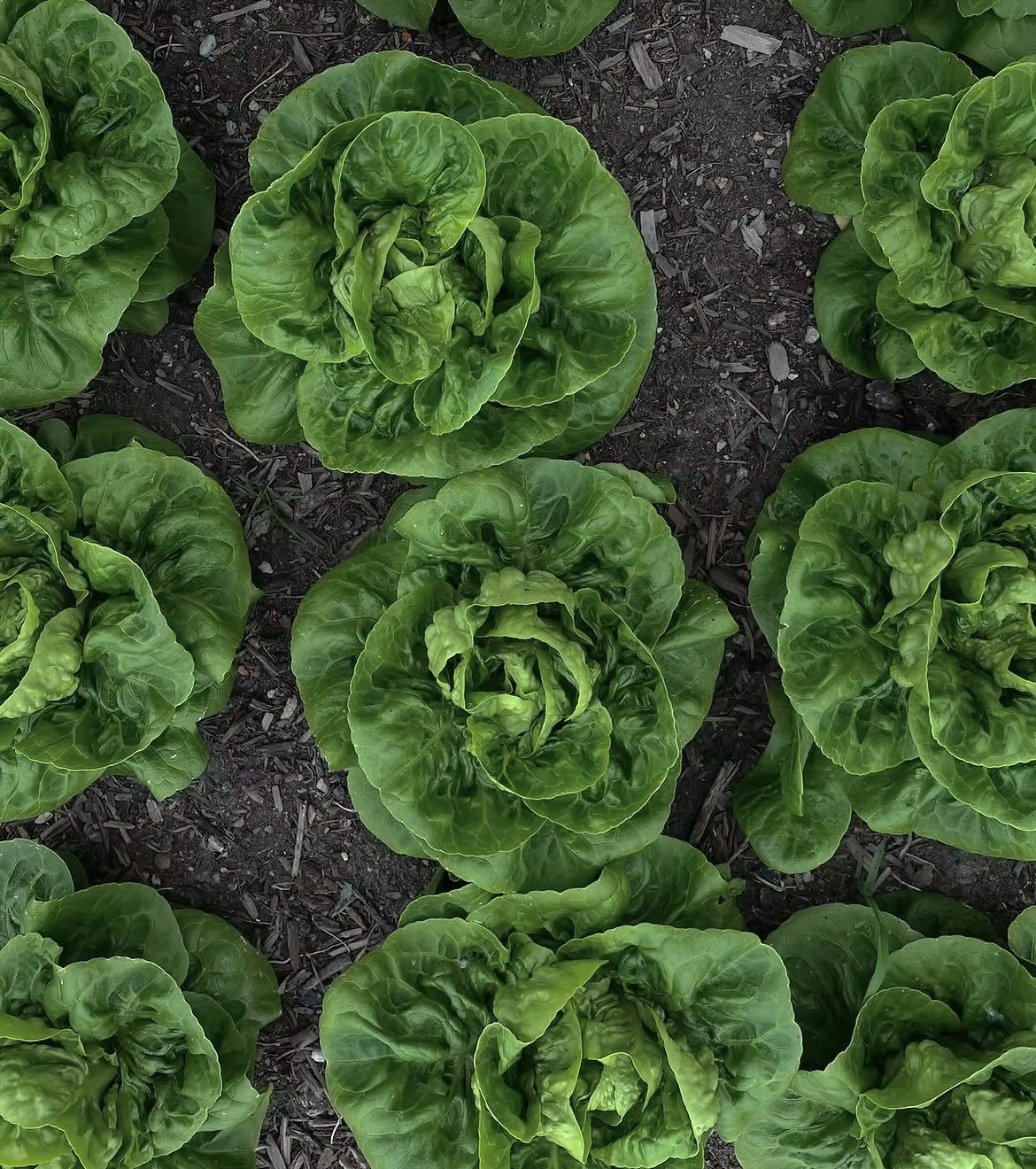 Malý vzrastom, obrovský chrumkavosťou! 🥬
Ak hľadáte dokonalý základ pre svoje jarné a letné šaláty, baby rímsky šalát je absolútny víťaz. Na rozdiel od klasického šalátu má pevnejšie listy, ktoré len tak nezvädnú, a navyše chutí jemne sladkasto.
Perfektný na gril - Prekrojte ho napoly, potrite olivovým olejom a hoďte na pár minút na gril alebo panvicu. Získa neskutočnú dymovú chuť.Je plný vitamínov A, K a céčka, takže vaše telo sa vám poďakuje.
- Je to absolútna hviezda legendárneho šalátu Caesar, ale skvele chutí aj len tak, s jednoduchým dresingom. Náš obľúbený recept na Caesar šalát nájdete v predošlých postoch! 🥗👀
Na našom e-shope ho nájdete pod názvom Little Gem. Nezabúdajte, že svoju dávku zeleniny si u nás môžete pohodlne objednať aj online priamo domov!
🛒Klikajte na link v profile.
#dreamfarm #littlegem #eshop
