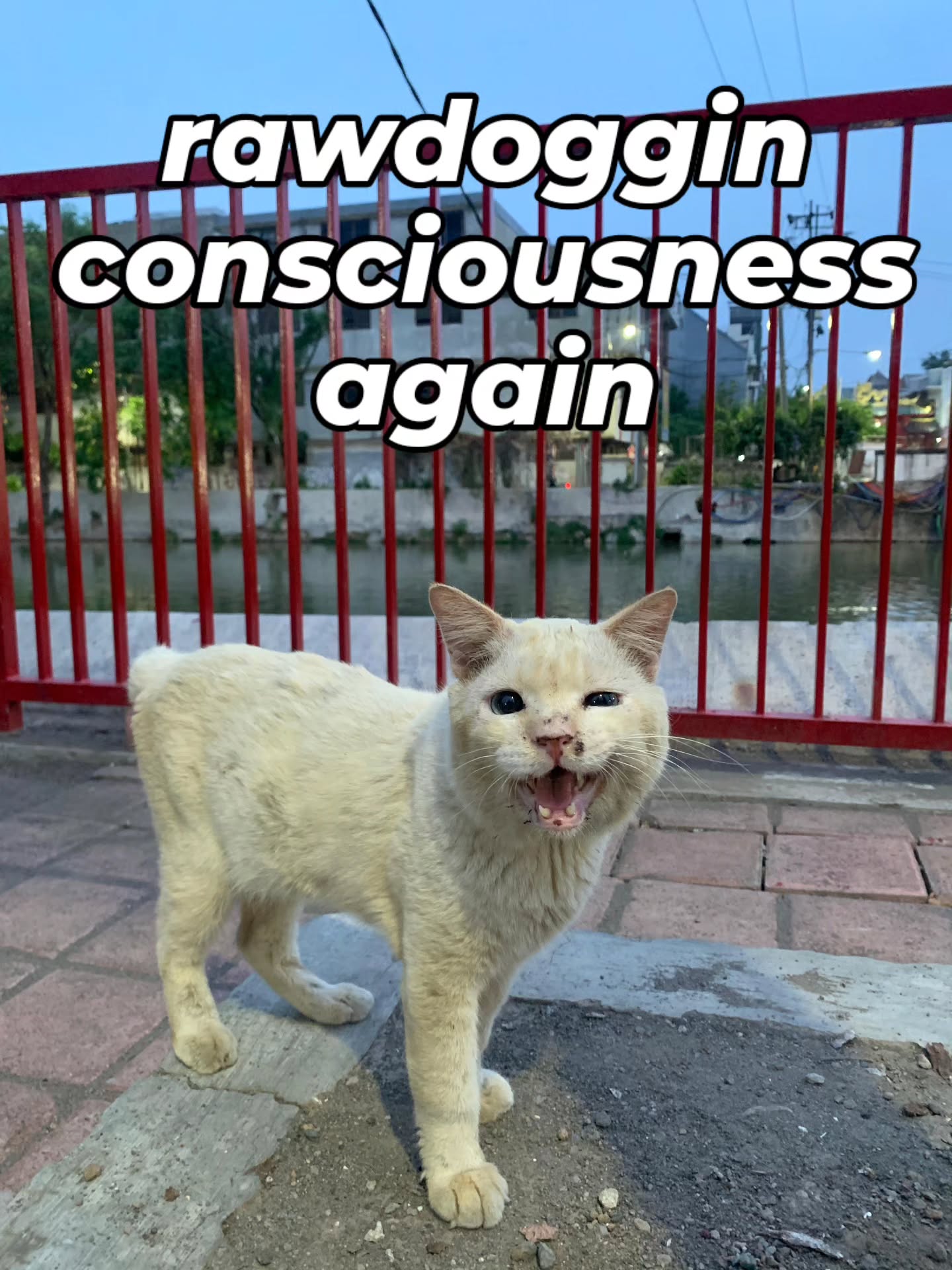 hell i'll do it again tmrw!
#catmeme #catmemes #catmemesforlife #kotalamasurabaya #whitecat