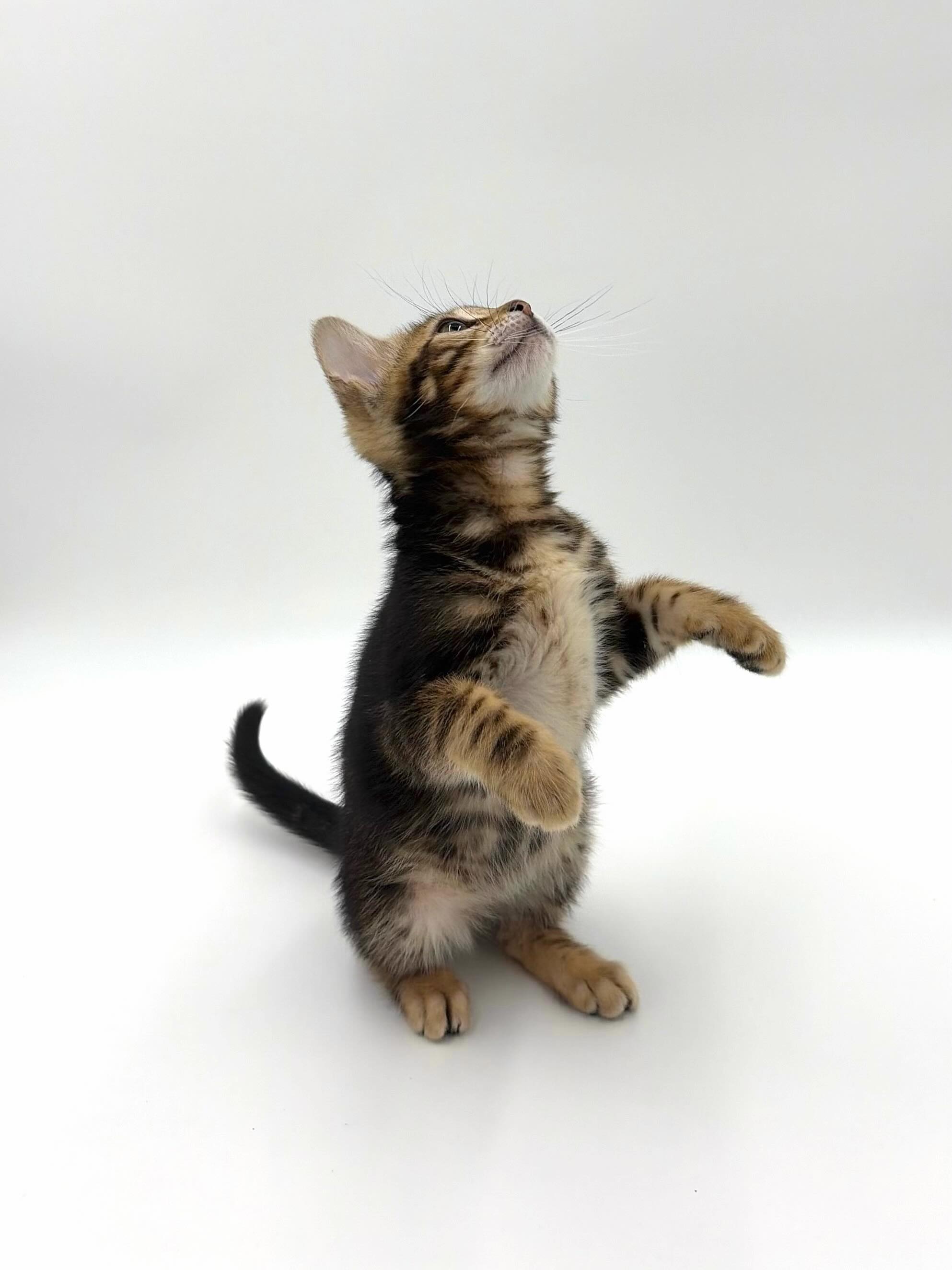 Brown Marbled Female 🤍
TICA registered ✔️
Vaccinated ✔️
Dewormed ✔️
Microchipped ✔️
Spayed ✔️
Ready May 27th ✨
Ontario, Canada📍
Message for details 📩
•
•
•
#bengal #bengalcat #bengalkitten #bengalbreeder #tica