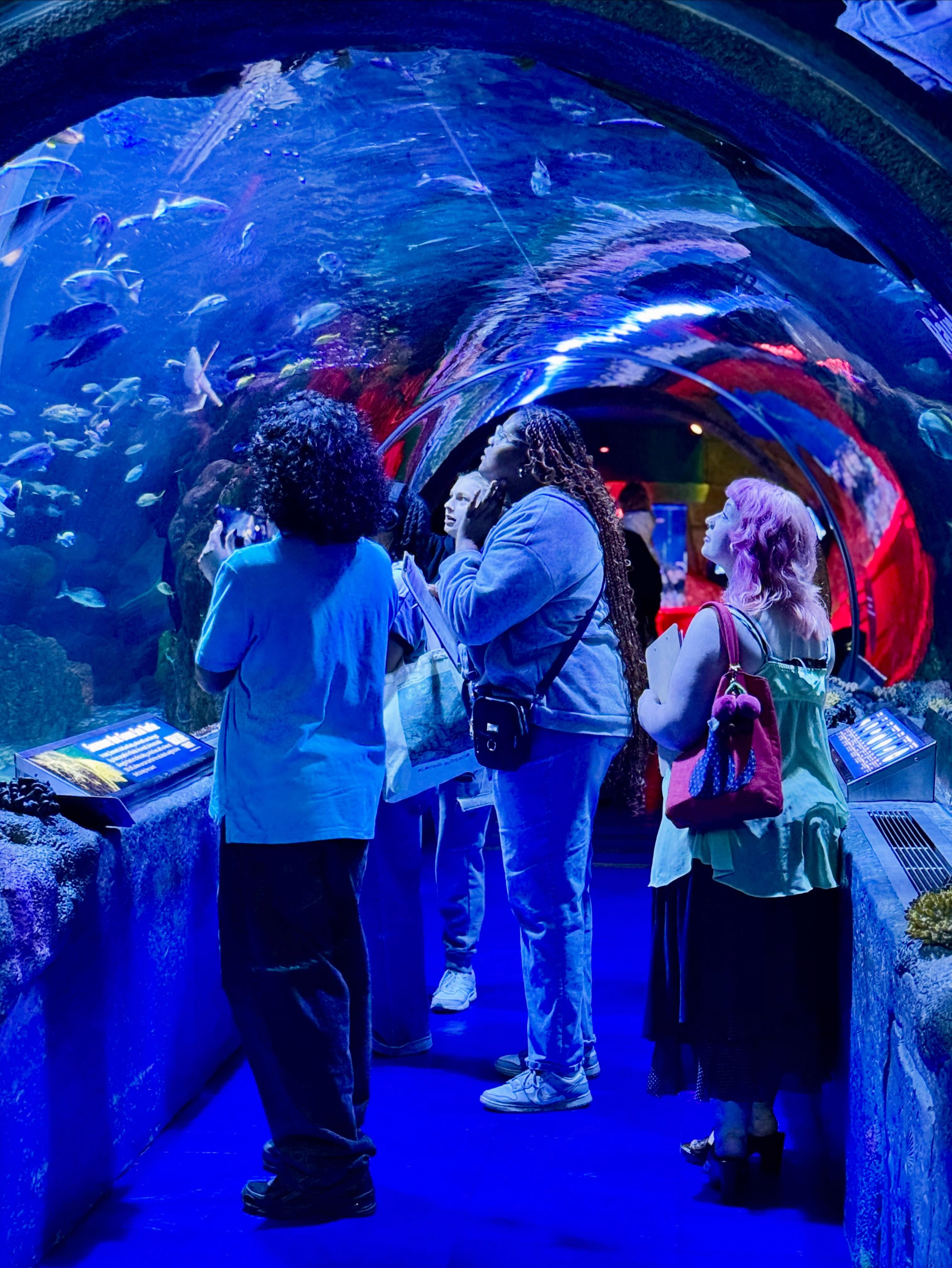 Recently, our Statistics class brought their final project to life through a field experience at SEA LIFE Aquarium at Mall of America. 🐠📊
Throughout the experience, students applied statistical thinking and analysis in a real-world setting while exploring how data and observation connect to environments, systems, and decision-making beyond the classroom. Students also got a behind the scenes tour and learned about various jobs and careers linked to marine life.
At Exploration High School, we believe learning should feel meaningful, connected, and engaging. We strive to create experiences where students can apply their learning in authentic settings while developing both technical and professional skills for the future.
A special thank you to Carmen for the creativity, care, and dedication you bring to teaching higher-level mathematics. Your ability to create engaging learning experiences for students is greatly appreciated!
✨ Exploration High School is now enrolling for the 2026–2027 school year! We welcome incoming 9th graders, as well as students in grades 10–12 who are looking to experience school differently through real-world projects, career-connected learning, and meaningful relationships.
Learn more and apply today:
www.explorationhighschool.org