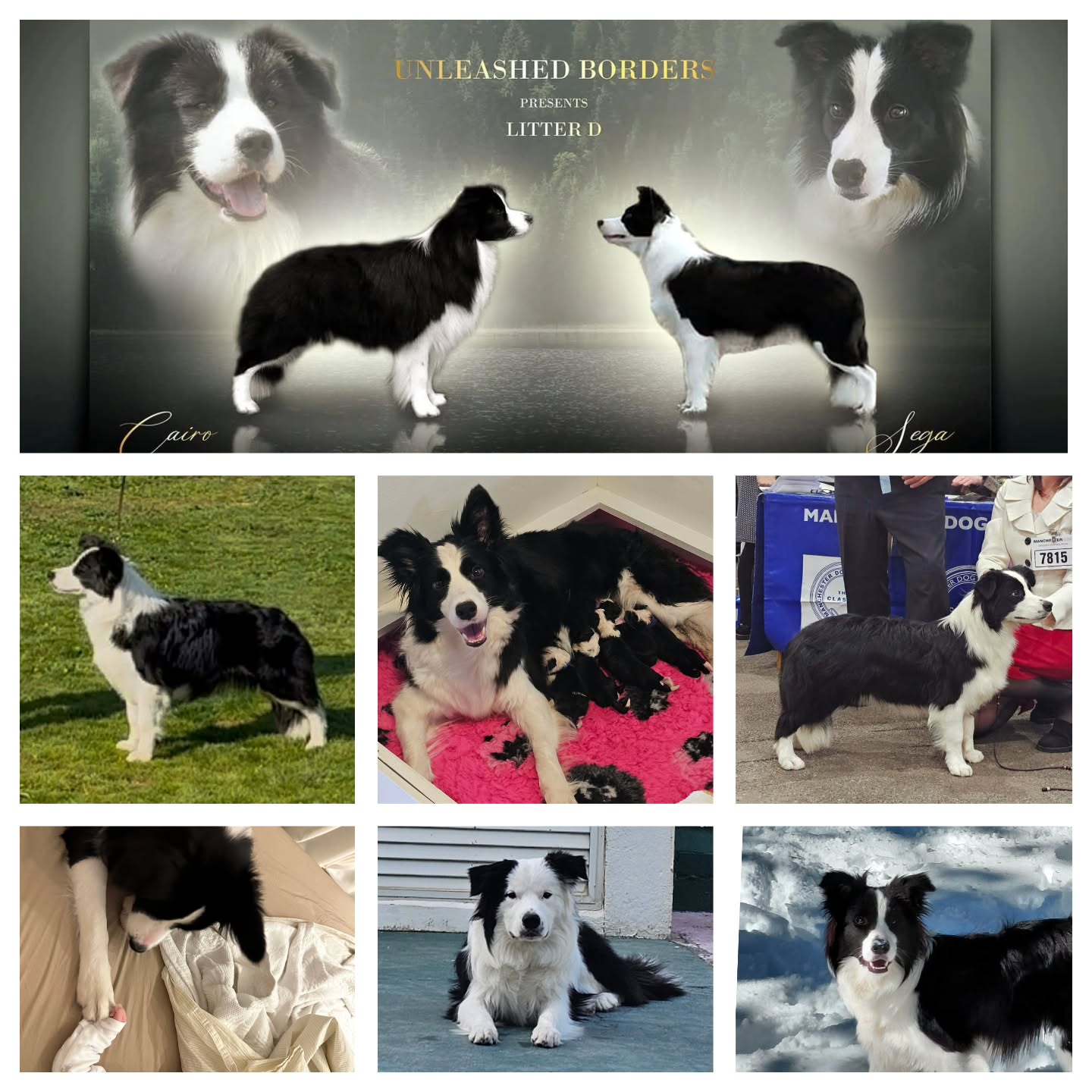 ✨🐾 Happy 1st Birthday to our precious Unleashed Borders Litter D 🐾✨
One year ago today, our dream became reality when Sega and Cairo welcomed 1 handsome boy and 4 beautiful girls into the world 🥹❤️
What an incredible journey it has been.
This litter has brought us so much joy, pride, laughter, love, and unforgettable memories.
Watching each of you grow into happy, loved, and talented dogs has been the greatest gift.
Whether you’re shining in the show ring, training, adventuring, or simply being your families’ best friend, we couldn’t be prouder of you all ✨
A huge thank you to our amazing families for loving them so deeply and for sharing your journey with us over this past year. Seeing all your updates, photos, achievements, and funny moments means the world ❤️
Happy Birthday, babies 🥳🎂
May your day be filled with treats, cuddles, and all the love you deserve!
Forever our special “Dream Litter” ✨🐾