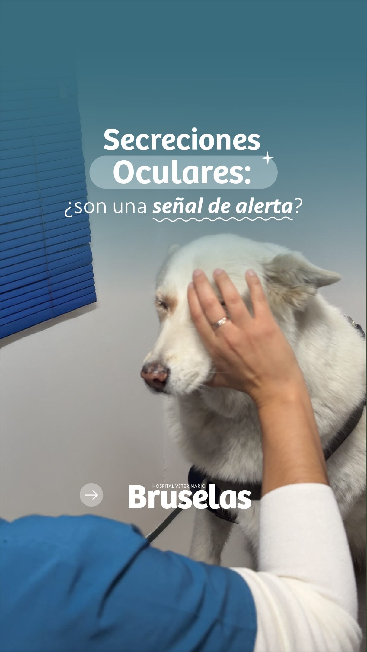 ¿Es normal que tu mascota tenga tantas “lagañas” o lágrimas? La respuesta corta: NO siempre 🐶🐱
A veces pensamos que sólo es suciedad, pero las secreciones oculares de color verde, amarillo, o demasiado abundantes son la forma en que los ojos de tu mascota piden ayuda.
Podrían ser señal de:
🚨Conjuntivitis o infecciones bacterianas
🚨Úlceras en córnea
🚨Alergias o problemas en lagrimales
El peor error es usar remedios caseros o gotas no recetadas, ya que pueden empeorar la situación e incluso dañar su vista.
Si notas algo fuera de lo normal en el comportamiento de tu mascota o en sus ojos, es momento de llevarlo con un veterinario de confianza