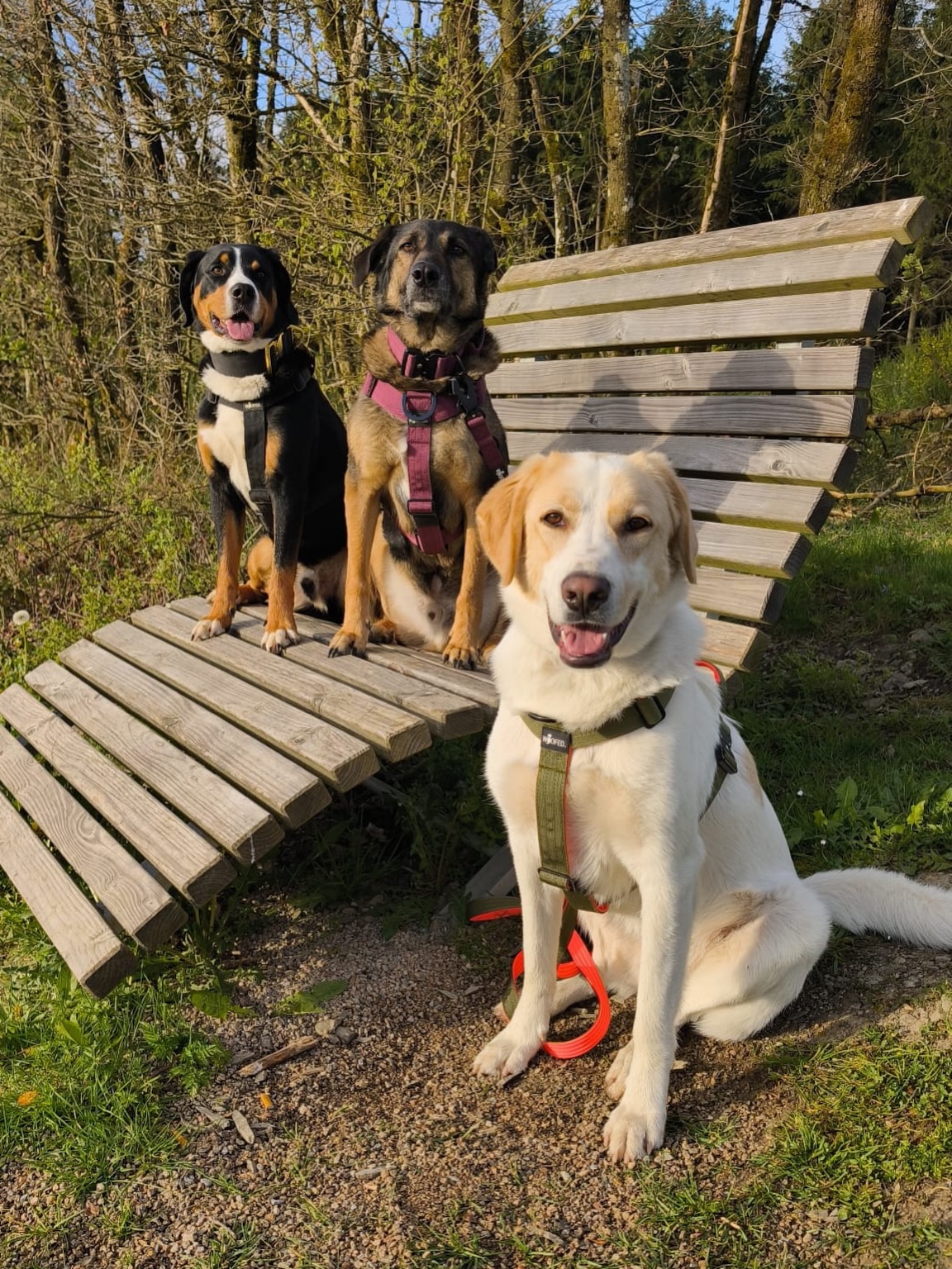 Wenn aufgeben keine Option ist, beweisen Menschen ihre Größe.
Es gibt Hunde, die werden abgegeben, weil sie einmal in die Wohnung gemacht haben, oder weil das Sofa plötzlich „doch wichtiger“ war & die Haare des Hundes dort stören.
Oder finden noch andere Gründe weshalb der Hund schnellstmöglich weg muss.
Und dann gibt es Kians Geschichte.
Kian ist groß, blond und gehört zur Gruppe der Herdenschutzhunde.
Also quasi die Kategorie: „Ich treffe eigene Entscheidungen und diskutiere sie notfalls auch aus.“
Kein Anfängerhund, kein Mitläufer & auch kein „läuft schon irgendwie“.
Trotzdem bekam auch er endlich eine Anfrage. Eine tolle Familie, die sich mit seinen Schwierigkeiten vertraut machte & ihn dann bei sich aufnahm, mit der Entscheidung: ab heute gehen wir gemeinsam durchs Leben.
Aber das gemeinsame Leben brachte unerwartete Herausforderungen, denn Kian hatte noch ein paar Extras im Gepäck.
Es gab gesundheitliche Baustellen, die erst nach der Adoption sichtbar wurden.
Tierarztbesuche, enorme Kosten verbunden mit der Sorge um Kian wurden zur Tagesordnung.
Viele Menschen hätten das nicht ansatzweise gewuppt, sie hätten einen Hund mit solcher Problematik sehr schnell wieder abgegeben.
Aber Kian hatte Glück in dieser ganzen Misere. Seine Familie hat die Entscheidung, gemeinsam durchs Leben zu gehen, genauso gemeint.
Sie haderten nicht, sie jammerten nicht, sondern sie setzten ihren Weg fort. Einen zwar inzwischen beschwerlichen Weg, aber gemeinsam und ohne Abkürzung.
Und genau hier liegt der entscheidende Unterschied.
Während manche Adoptanten an Kleinigkeiten scheitern, wächst diese Familie an einer echten Herausforderung. Es wurde nicht gejammert & es gab keine Dramen, es wurden Lösungen gesucht.
Sie kämpfen für Kian jeden einzelnen Tag. Und zwar einzig aus dem Grund, weil er dazugehört.
Jede Adoption ist für uns ein Happy End und wir freuen uns für jeden unserer Hunde, endlich ein Zuhause gefunden zu haben.
Aber manchmal zeigt sich erst danach, wie ernst es jemand wirklich meint.
Danke für Kians Menschen.
Danke für eure Stärke, für eure Haltung, für dieses leise, echte „Wir bleiben“.
Denn genau das ist es, was ein Happy End wirklich ausmacht. ❤️