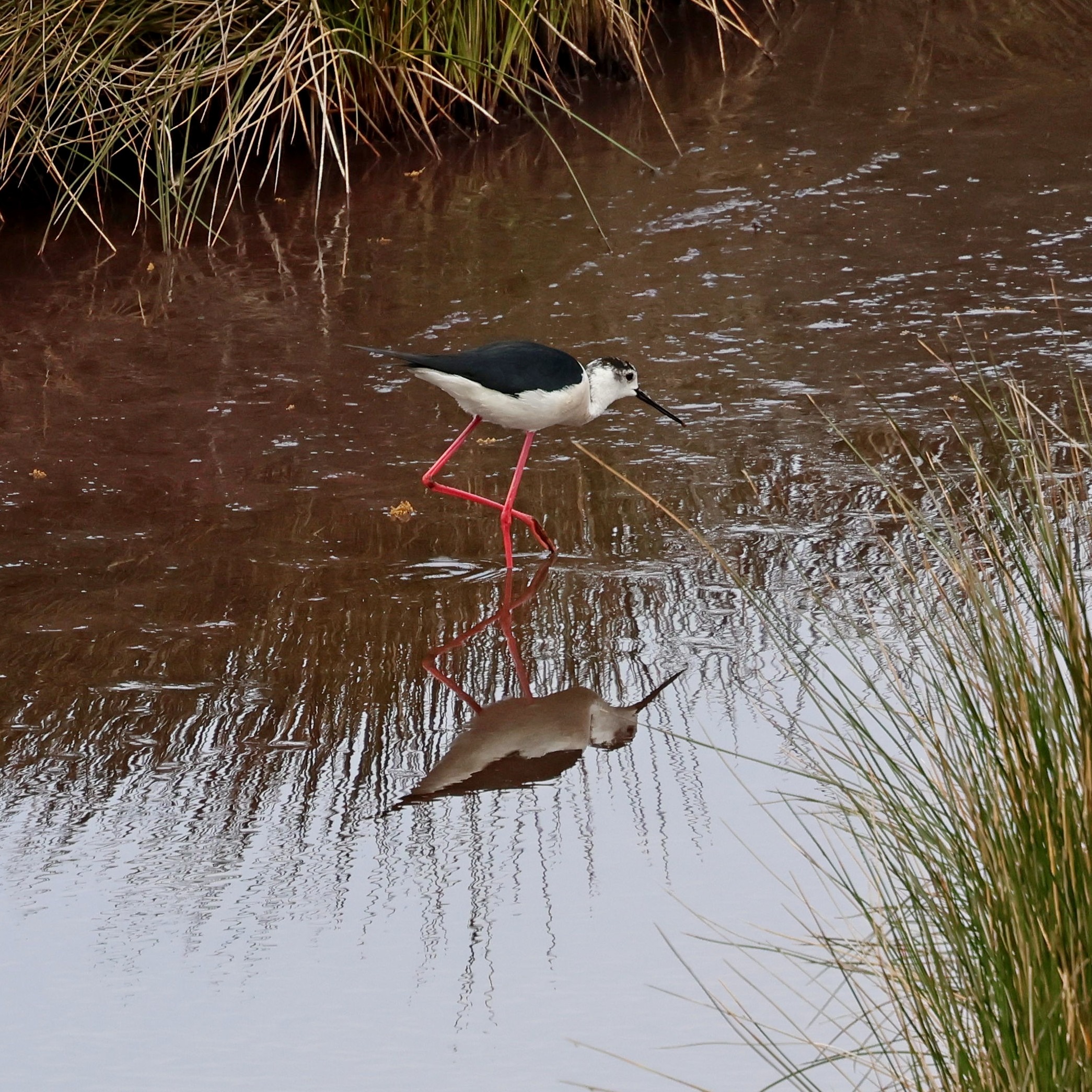 A black-winged stilt at Livadi Marsh.
#islandwildlife #kefaloniawildlife #greekwildlife #guidedwildlifewalks #birdlovers
