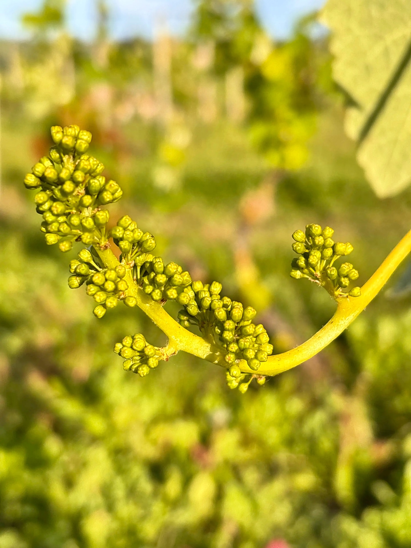 May in our Piemonte vineyard 🌿
The first buds are here — tiny signs of a new vintage beginning at Tenuta Il Finale. Every season starts quietly, and this is where the story of our wines begins.
Spring in Piemonte is pure magic. 🍇
Maggio in vigna 🌿
I primi germogli sono spuntati: piccoli segni di una nuova annata che inizia alla Tenuta Il Finale. Ogni stagione inizia in silenzio, ed è qui che inizia la storia dei nostri vini.
La primavera in Piemonte è pura magia. 🍇
#piemontewine #iralianwine #italy #wine #vineyard