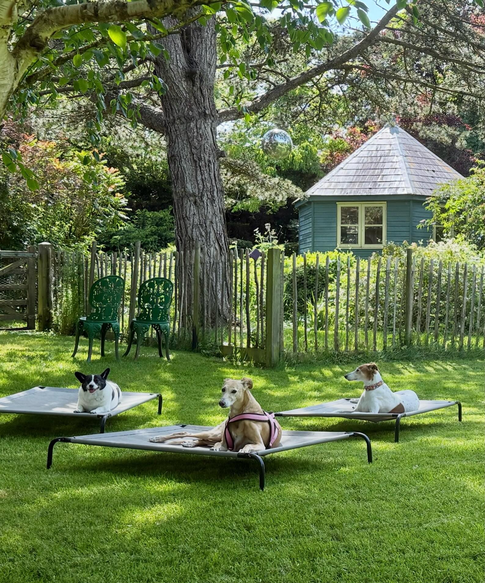 Ready for the Bank Holiday weekend ❤️
#rescuedogs #rescuedogsrock #ourlittlefamily #lovethemsomuch #bankholiday