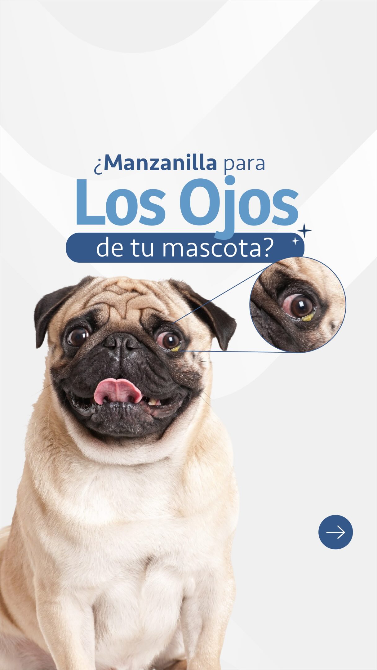 ¿Le pones té de manzanilla en los ojos de tu mascota? 🐶🐱 Podrías estar empeorando el problema 🚨
Es un remedio común al que la gente recurre, pero la realidad es que la manzanilla no es estéril y sus pequeños residuos causan una mayor irritación e incluso infecciones graves.
Si notas secreciones, irritación o que se rasca tu mascota, te recomendamos:
✨Consulta con un especialista
✨Usa limpiadores oculares especializados