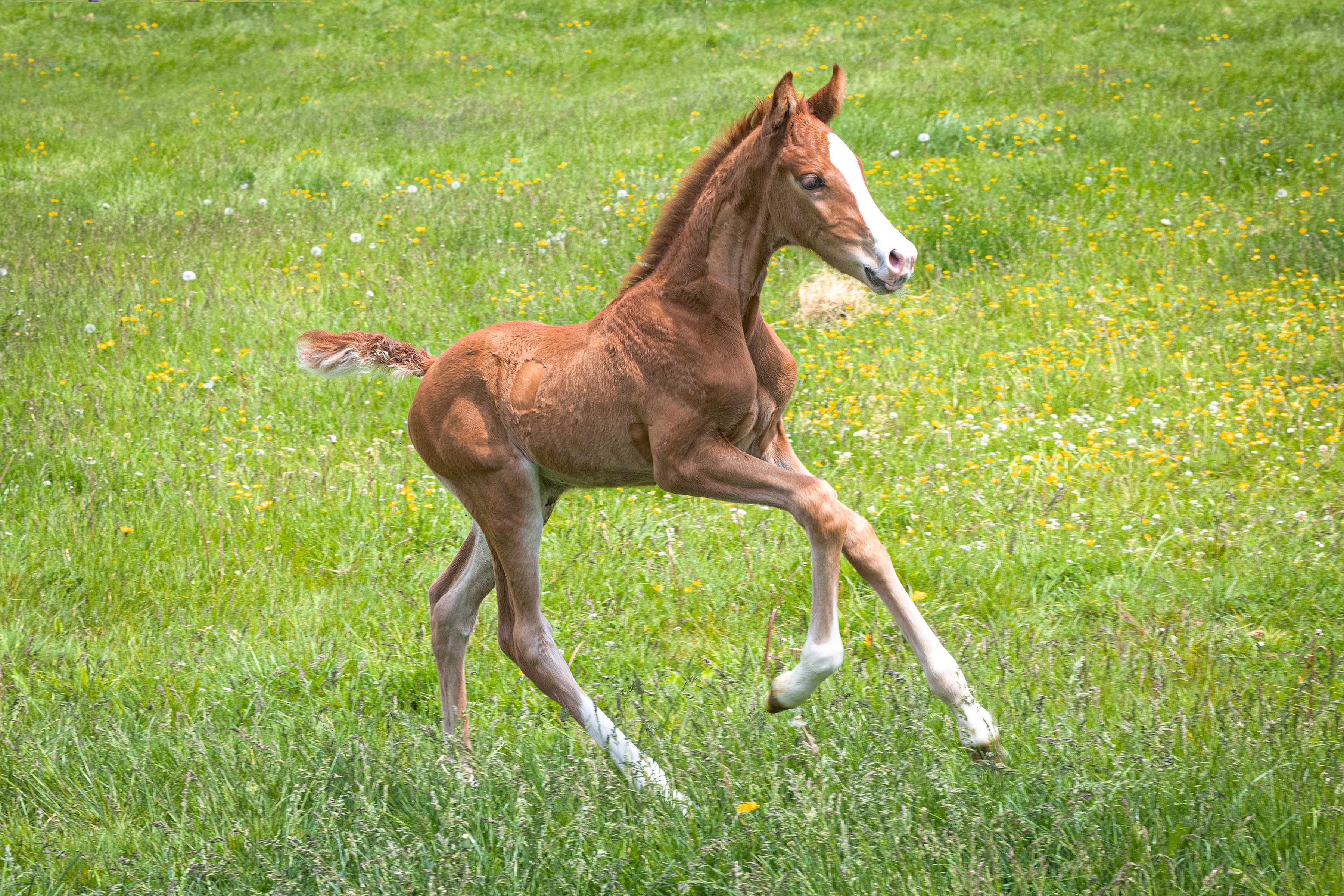 ๐๐ข๐๐๐จ๐ฅ๐จ๐ ๐ฒ ๐๐ (V-Power x Sezuan x Royal Prince x Weltmeyer), a super keeper filly for our program. Her dam was successful through PSG level, the granddam is the wonderful former Dressage at Devon Grand Champion EM Rheporter. We got all of the things we were looking for by bringing this proven damline to V-Power who is now developing in a positive way under Isabell Werth.
#quanticosporthorses #breedingwithapurpose #vpowerhengst #sezuan #helgstrandstallions