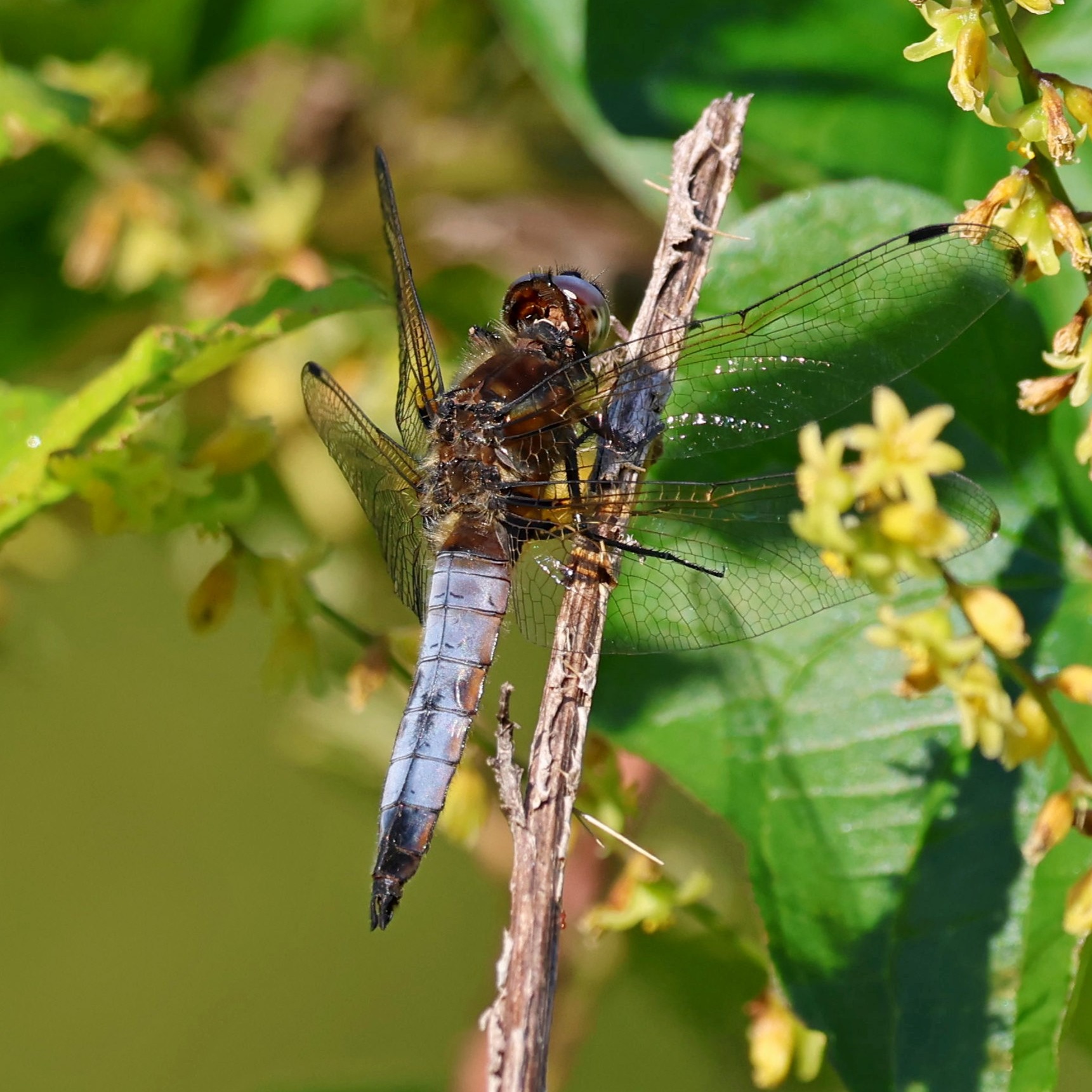 A scarce or blue chaser at Avithos Lake.
#islandwildlife #kefaloniawildlife #greekwildlife #guidedwildlifewalks #dragonfly