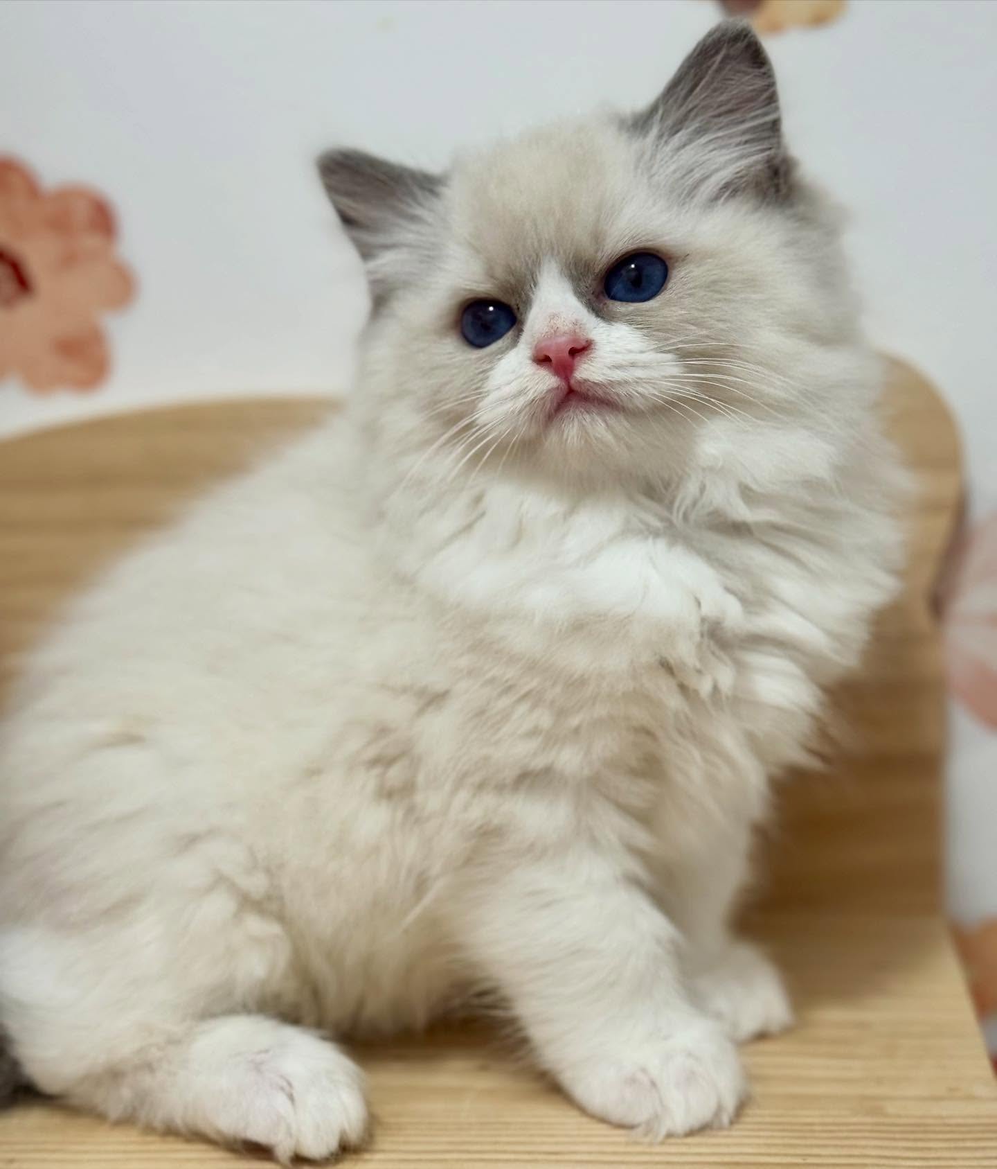 Princess Candy đ