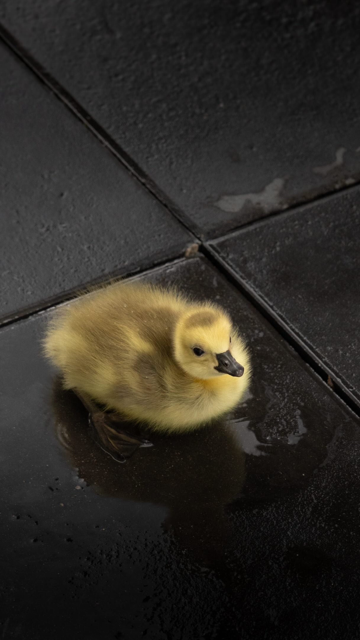 POV: you accidentally became emotionally attached to a goose family living on your balcony. 🥹🐥
What started with two very loud parents and a nest outside our window somehow turned into me checking on mama goose and her eggs every day like a proud auntie. 😅 And when the little fluff balls finally hatched and I got to witness their very first steps into the world, I didn’t want to leave the house to go on outdoor adventures anymore, because THIS was right in front of my balcony . 😭💛
I know they’re ‘just geese’ to some people, and tbh I used to be quite annoyed by their loud honking, but I learned so much from and about them, and in the end it felt like such a gift from nature. 🥹 Watching tiny new lives explore the world for the first time and taking their first steps was something I will never forget. 🐣
Also, safe to say I was way too emotionally invested in this storyline, but I’m not sorry about it. 🥰
______
📍 Calgary, Alberta
#canadagoose #goslings #ducksofinstagram #wildlifephotography #lifeincanada