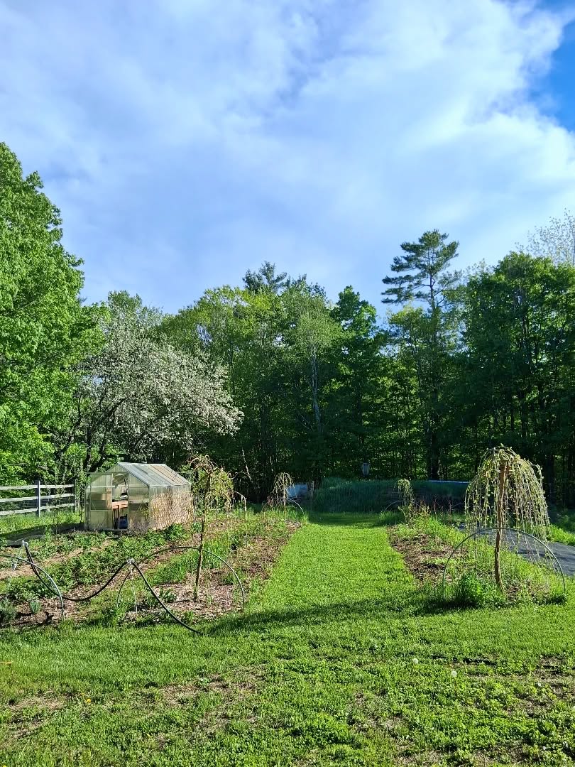 I've got LOTS of weeding to do (ugh!) but the garden rows are looking pretty nice already. The shredded leaf & straw mulch worked really well to keep down weeds especially at the raspberry row...it's just a never ending battle with crab grass 😖 The no-til permanent beds save sooo much work in the spring time though so it's all worth it! I love the grass paths, and I'm slowly getting rid of the landscape fabric as row covers to eliminate plastic as much as possible.
#plantbased #homestead #notill #gardendesign #landscaping