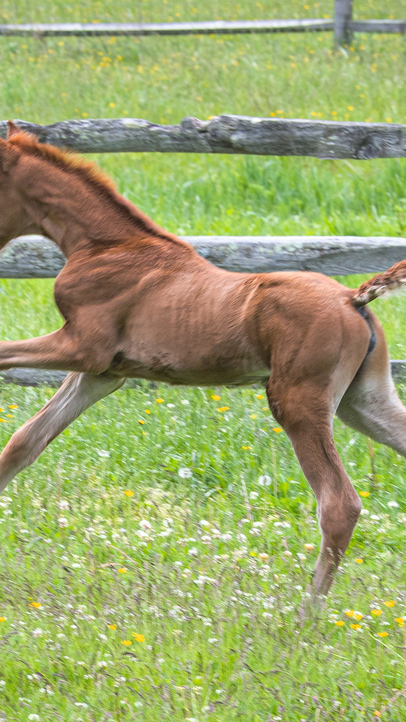 ๐๐ข๐๐๐จ๐ฅ๐จ๐ ๐ฒ ๐๐ (V-Power x Sezuan x Royal Prince x Weltmeyer), a super keeper filly for our program. She hasn't shown us much trot yet, but what we have seen is just as nice as the canter. ๐
#quanticosporthorses #breedingwithapurpose #vpowerhengst #sezuan #helgstrandstallions