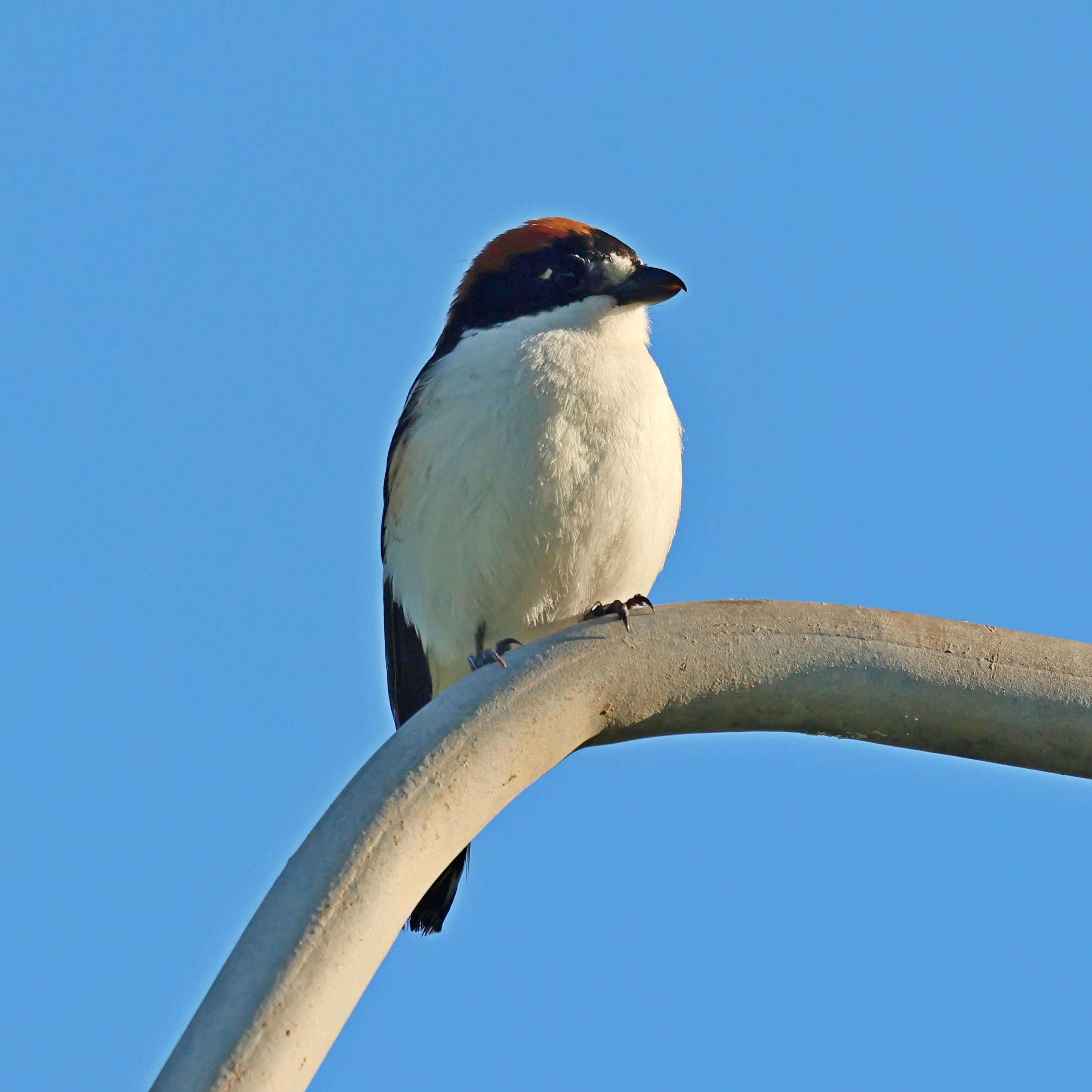 A woodchat shrike.
#islandwildlife #kefaloniawildlife #greekwildlife #guidedwildlifewalks #birdlovers