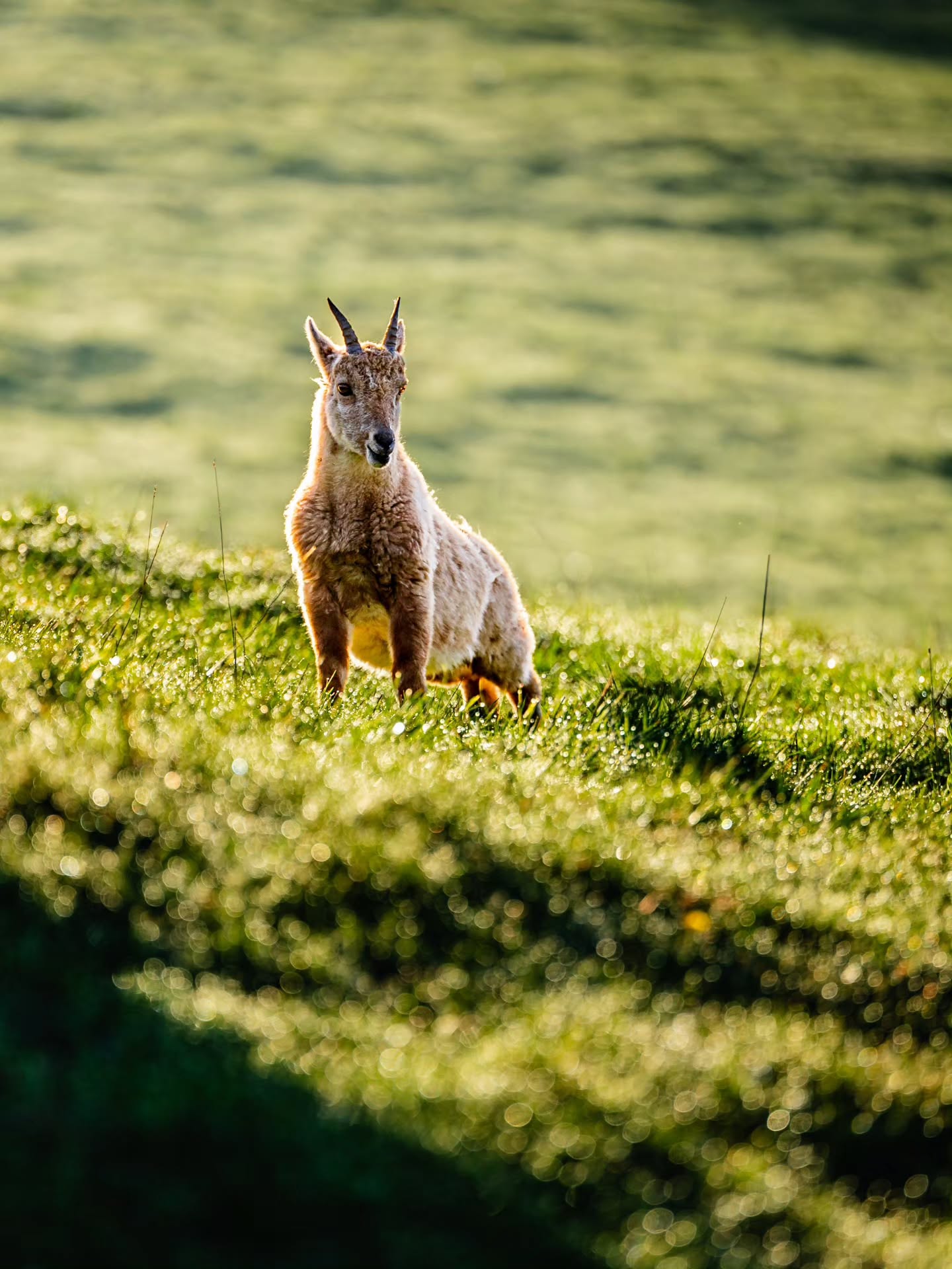 Early morning with the Kings of the Alps, or in this case of the Jura.
#ibex #switzerland #wildlife