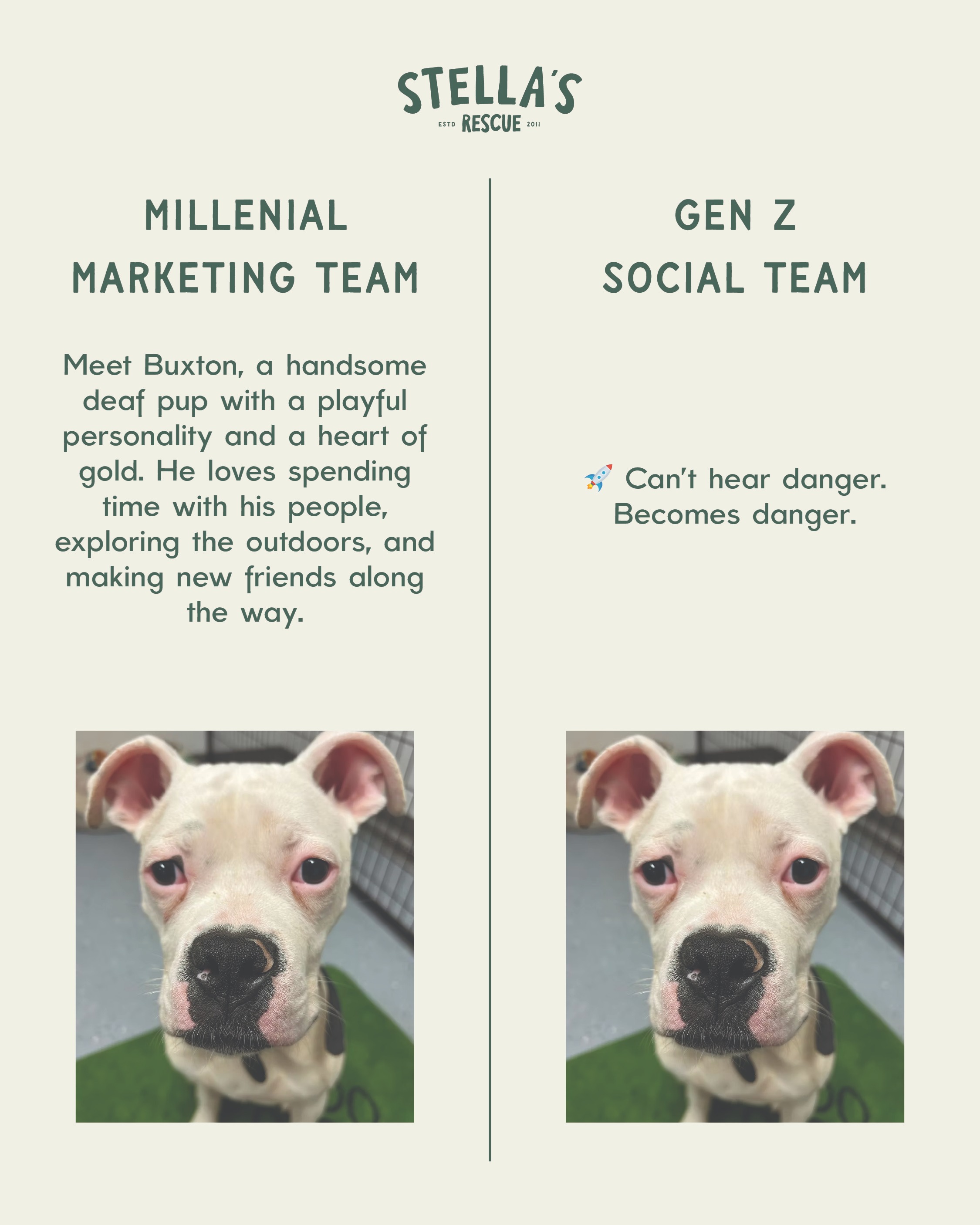Professional descriptions are great.
🚀 Can't hear danger. Becomes danger.
Also accurate. 😂🐾
#StellasRescue #AdoptDontShop #MillennialMarketing #GenZMarketing #PetHumor #MainCharacterEnergy #RescueDog #RescueCat #AnimalRescue #FosterSaveLives #WinstonSalem #DogTok #CatTok #ChaoticGood #PetPersonality