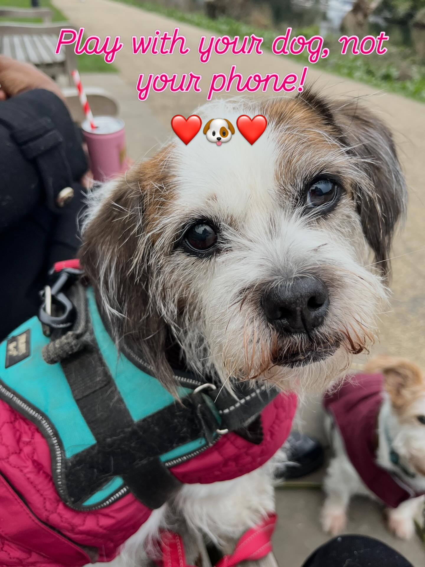 Dogs are so much more fun than your phone. And so much more deserving! Make your dog happy: you will find 365 fun activities to do with your dog in my new book. #happydogs #activedogs #fabulousdogs #dogbook #theyearofthedog