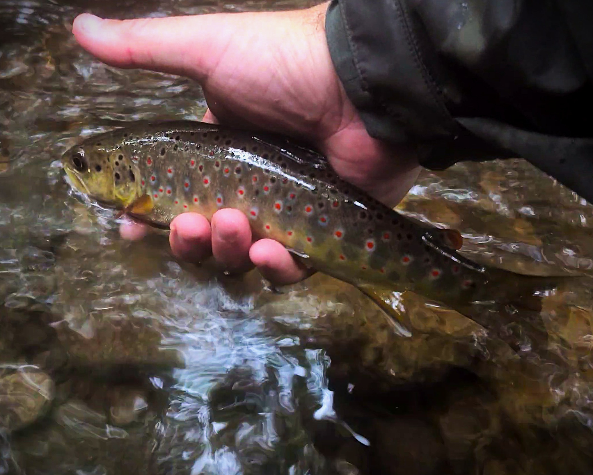 I got to spend much of this weekend at the @maggievalleyflyfishingfestival. Clearly, I need to be more disciplined about taking pictures of things OTHER than fish, but I assure you, there was an overwhelming abundance of excellent people and vibes at the show this weekend. Got to spend a lot of quality time in the company of the ever-excellent @knoxgirlswhoflyfish and @lets_trade_flies. In a couple weeks, I'll get another shot at improving my photography at the @tellico_trout_festival on June 12th-13th.