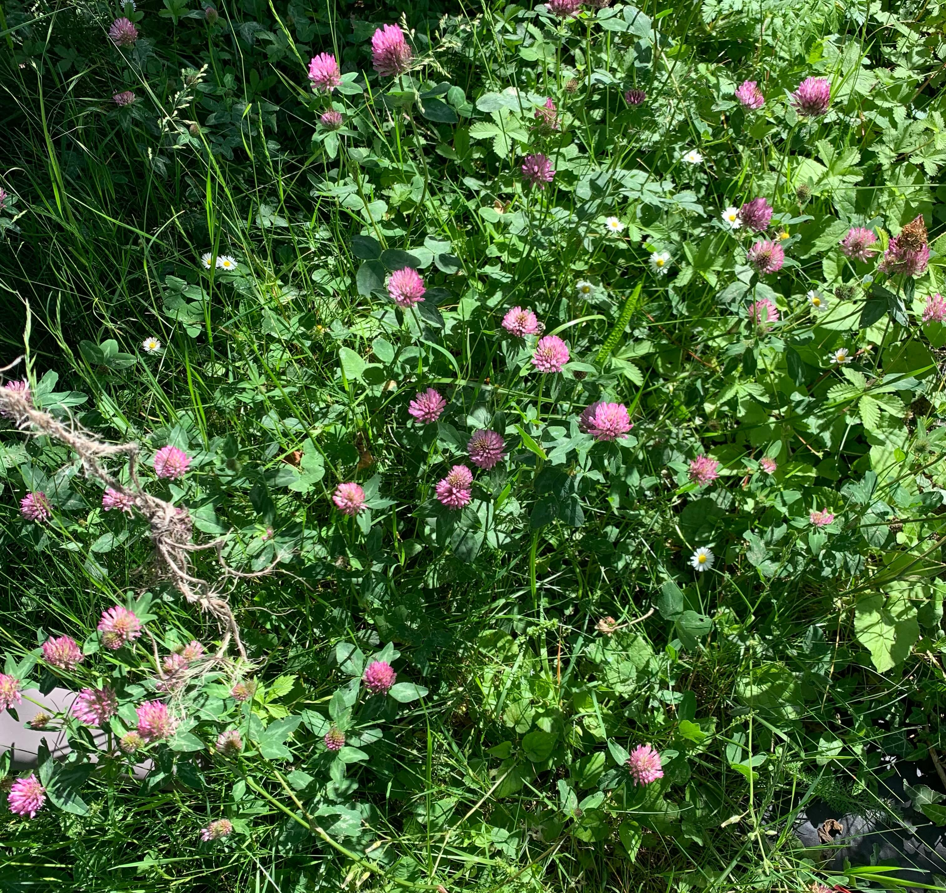 Un message de la nature qui me dit de boire de l'infusion de trèfle rouge 🥰🥰 ... Notre jardin en est littéralement REM-PLI (🚛🚛 c'est gros comme un camion 🚛🚛 😝😝)