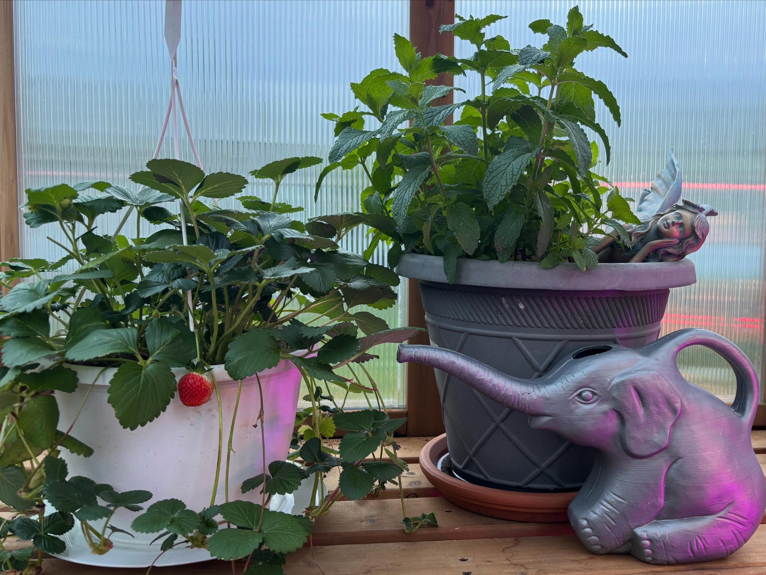 Rainy days are greenhouse days and honestly I am not mad about it.
There is something about being tucked in here while everything outside gets watered for free that feels like the universe is doing me a favor.
Seeds to check on, and seedlings to talk to. A little quiet in a world that is always loud.
Grow Small. Live Big.
#greenhouselife #rainydays #kitchengarden #growsmalllivebig #thebloomboomroom