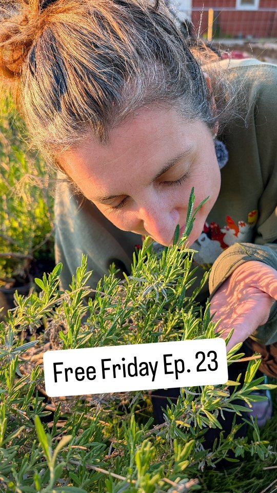 We scored four free lavender plants. We are so excited to get these in the ground! Let's gooo!!
#freefriday #lavender #neighborhoodhomestead #backyardgarden