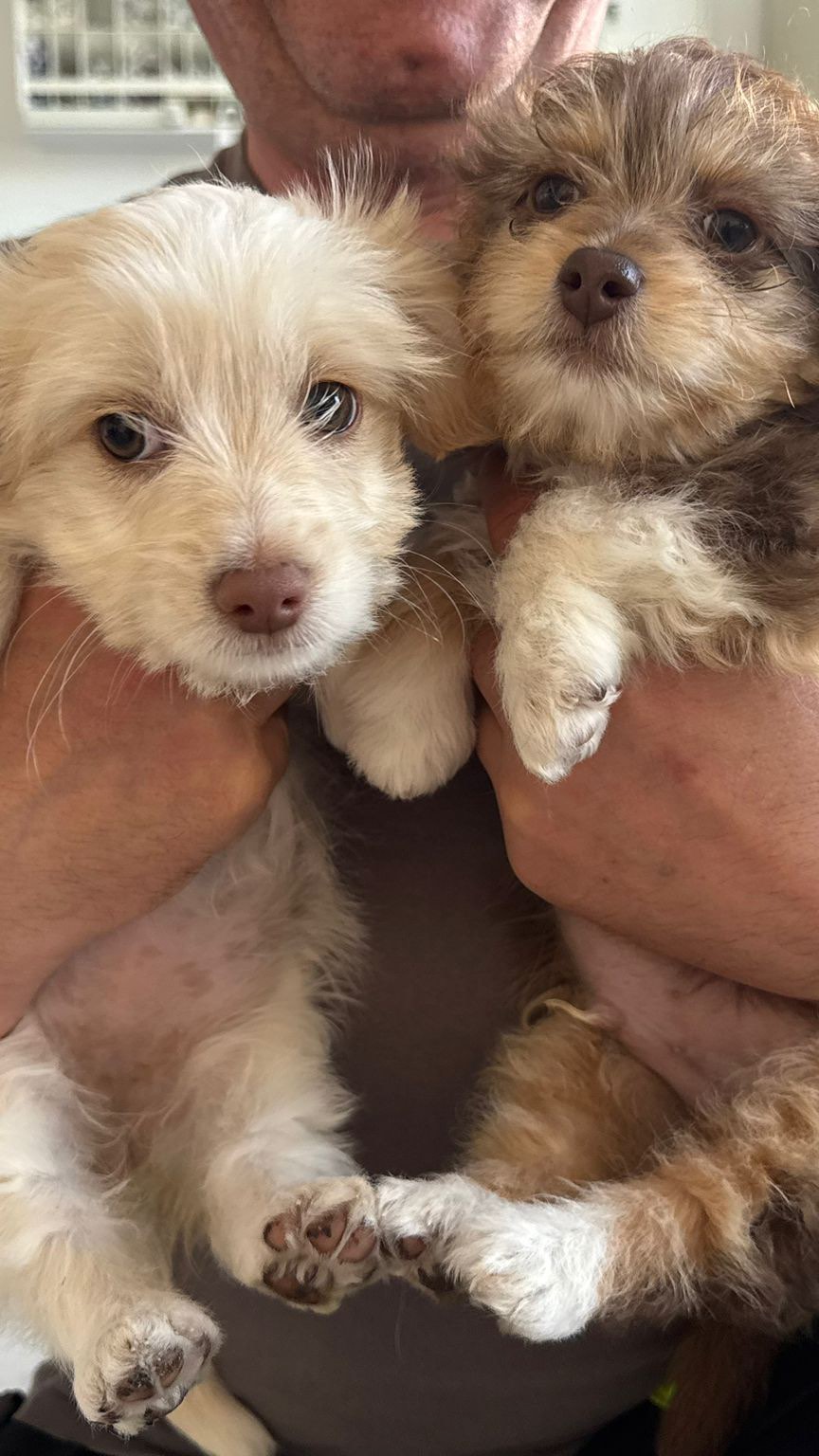 Update von Sia & Chili 💛🌶️ 🐾
Wer die Hunde unterstützen möchte darf das gerne mit einer Futterspende oder 1€ im Monat über Teaming tun.
💛 PayPal (Freunde & Familie auswählen bitte):
spenden@wir-fuer-hunde-in-not.de
💛 Teaming: https://www.teaming.net/wirfuerhundeinnot
(Sia & Chili sind aktuell noch nicht zur Adoption – bitte keine Anfragen.) 🤍