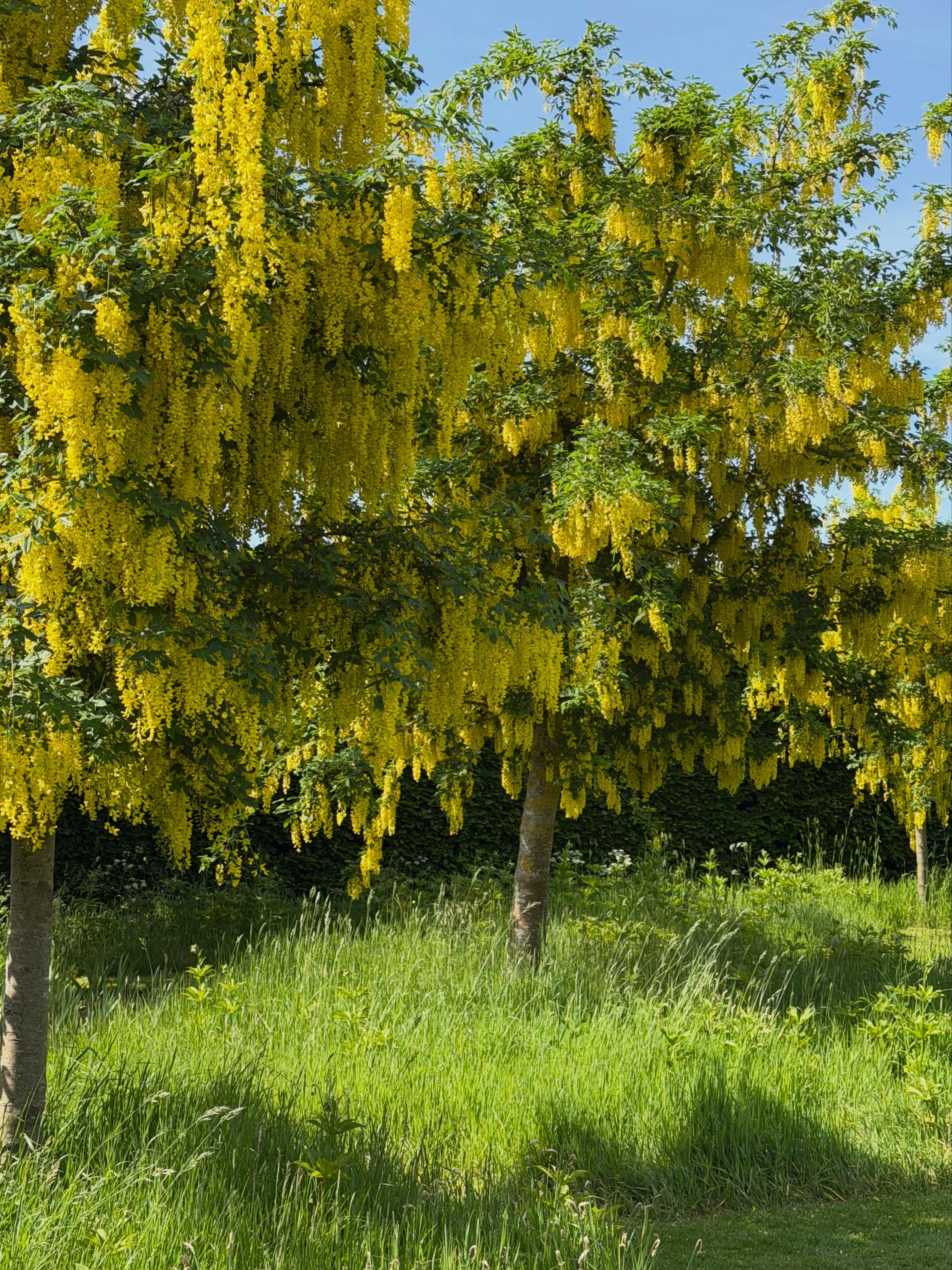 Laburnum time! 💛🧡💛