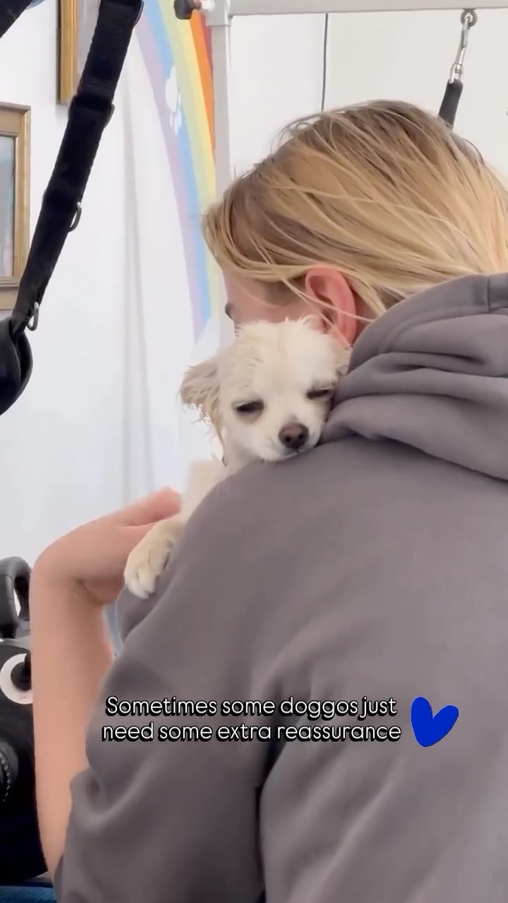 It’s this tiny boy’s second puppy groom and he has come on so well! 🌟
Pudding is still a little unsure of the dryer so some extra reassurance to help make him feel safe and secure really goes far. We’re so excited to see his grooming progress 💙 well done Pud and a great job to Sophie for her time and care!