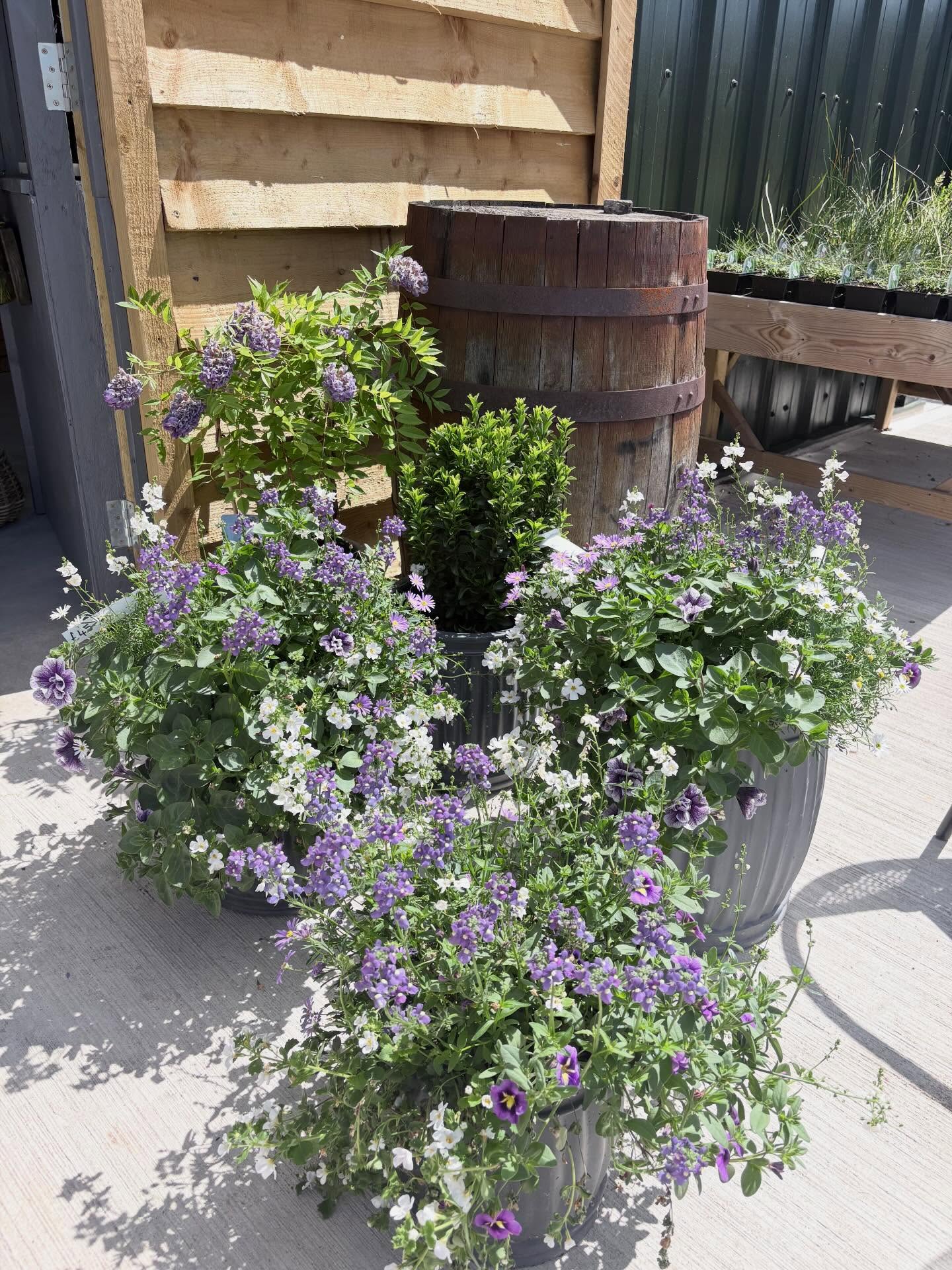 Hanging baskets are now available over the Bank Holiday weekend๐ธ we are open Sunday and Monday 9am-2pm