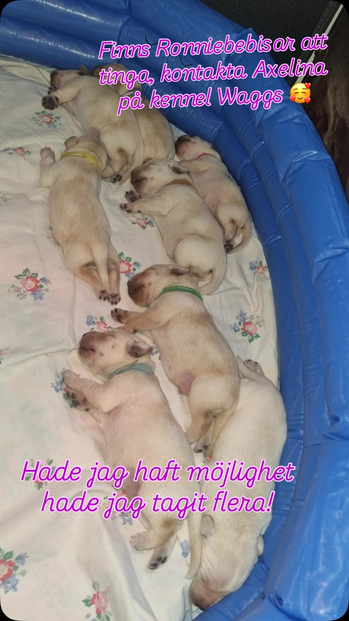 Finns fantastiskt fina valpar efter min Ronnie att tinga. Hane eller tik, du bestämmer! Leverans 22/6. Kontakta Axelina på kennel waggs för mer info.