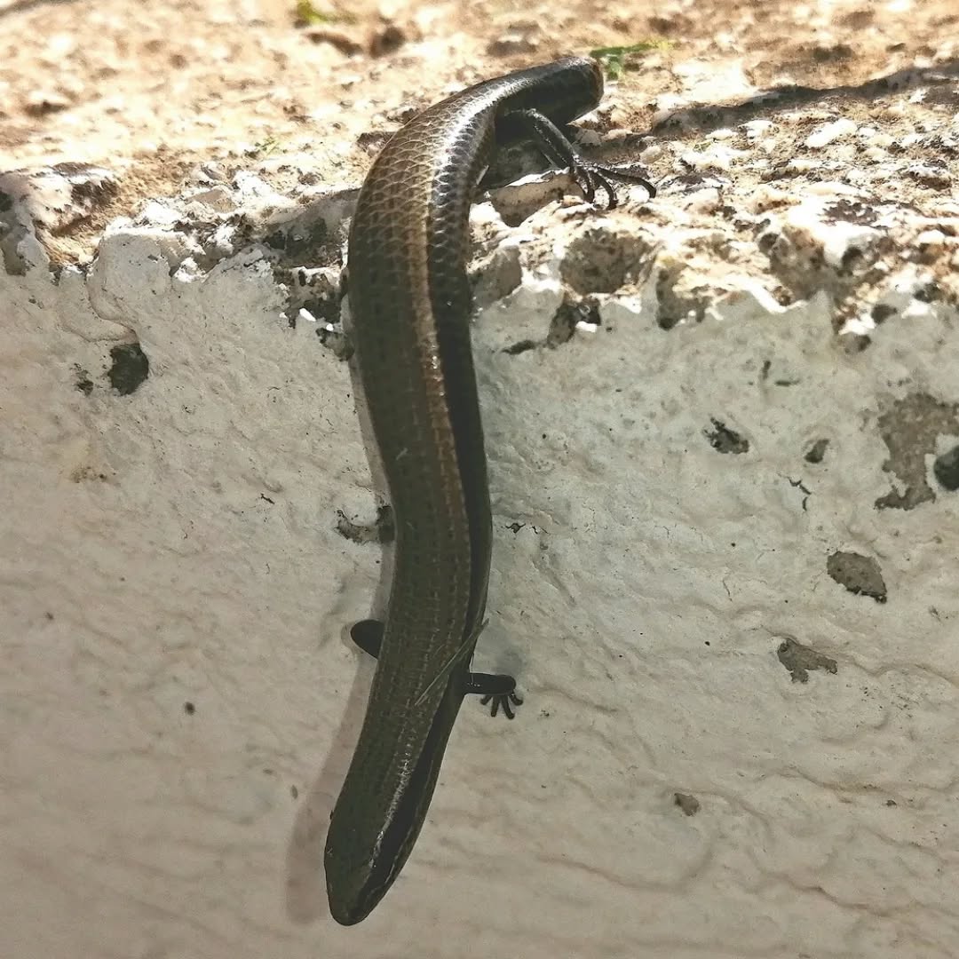 A snake-eyed skink in my garden.
#islandwildlife #kefaloniawildlife #greekwildlife #guidedwildlifewalks #reptile