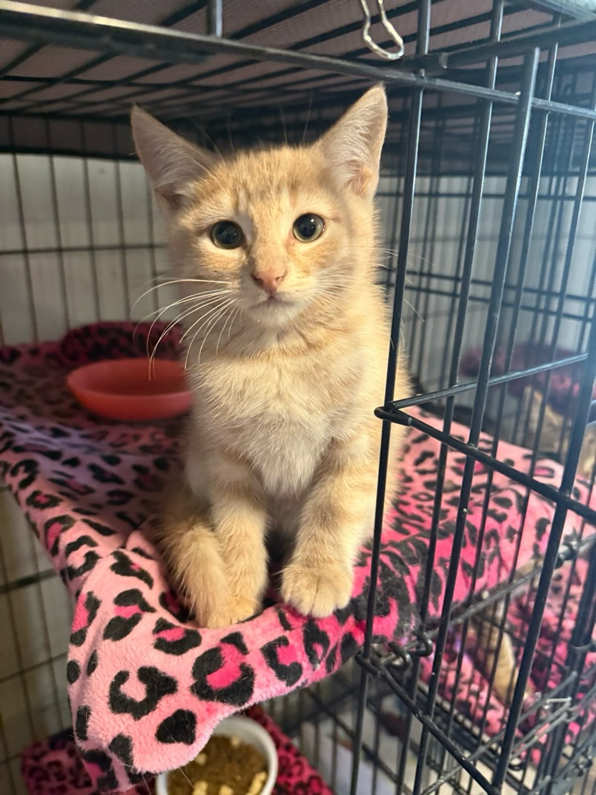 Tangerine is a 10 week old, light orange Tabby. He is a sweet, little guy.